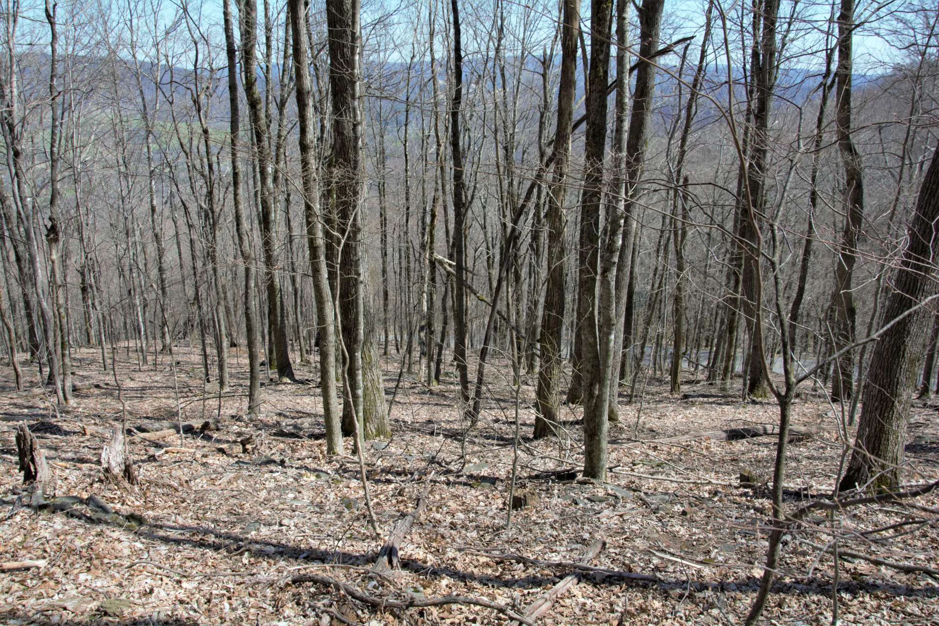 Image number 2 for the current listing
