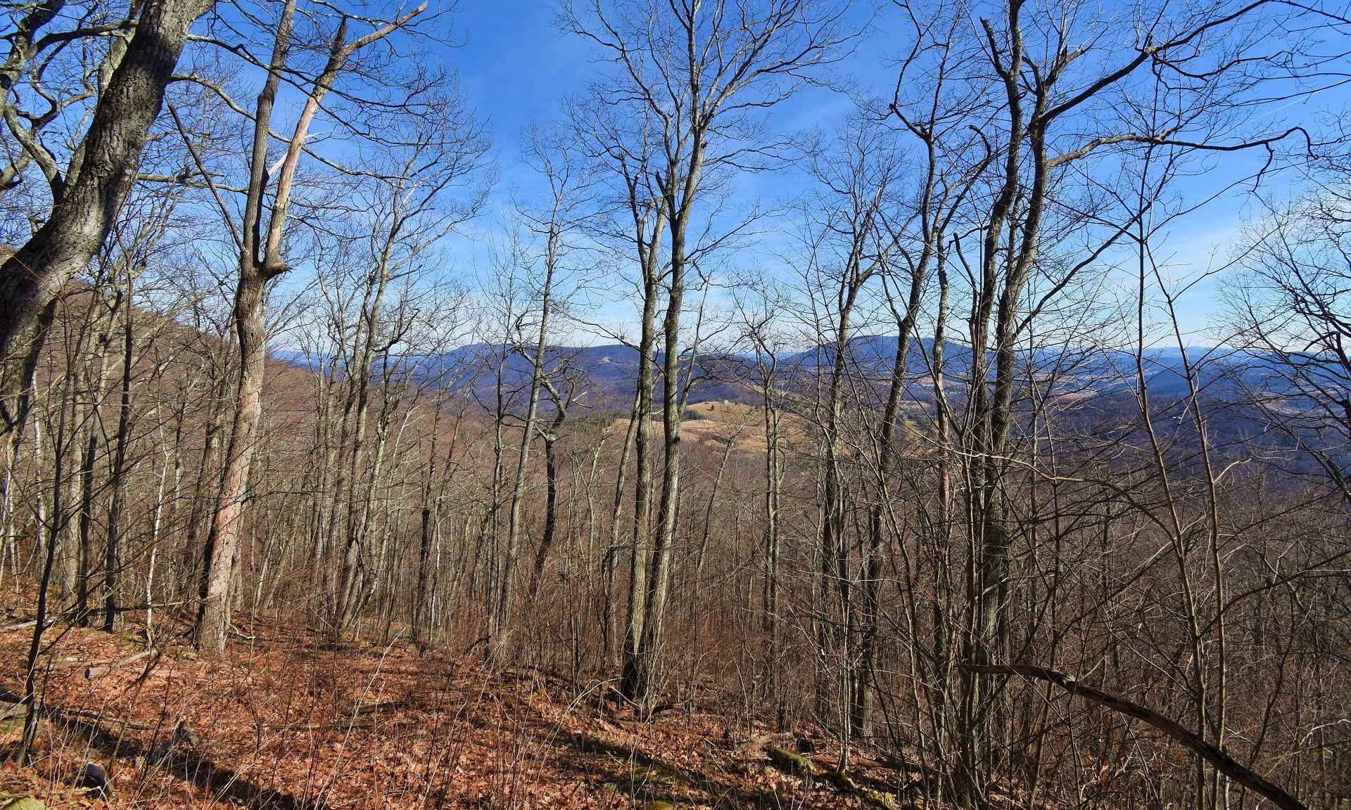 Image number 1 for the current listing