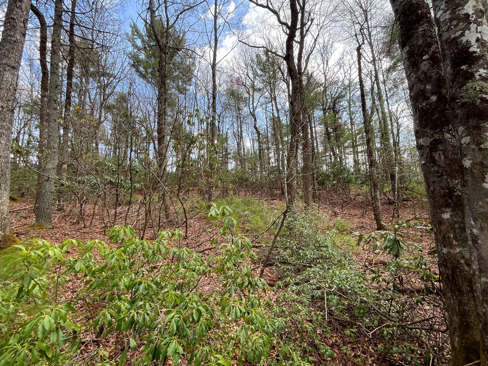 Image number 3 for the current listing