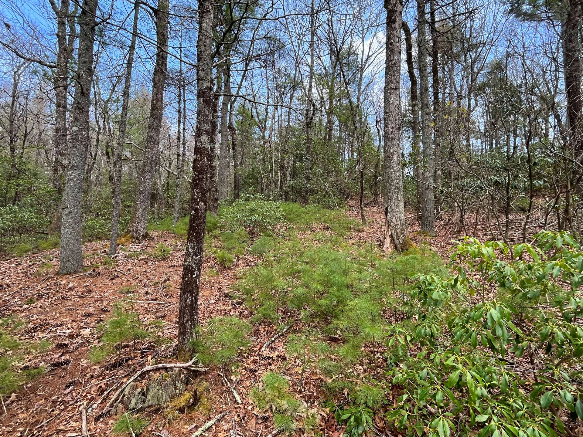 Image number 8 for the current listing