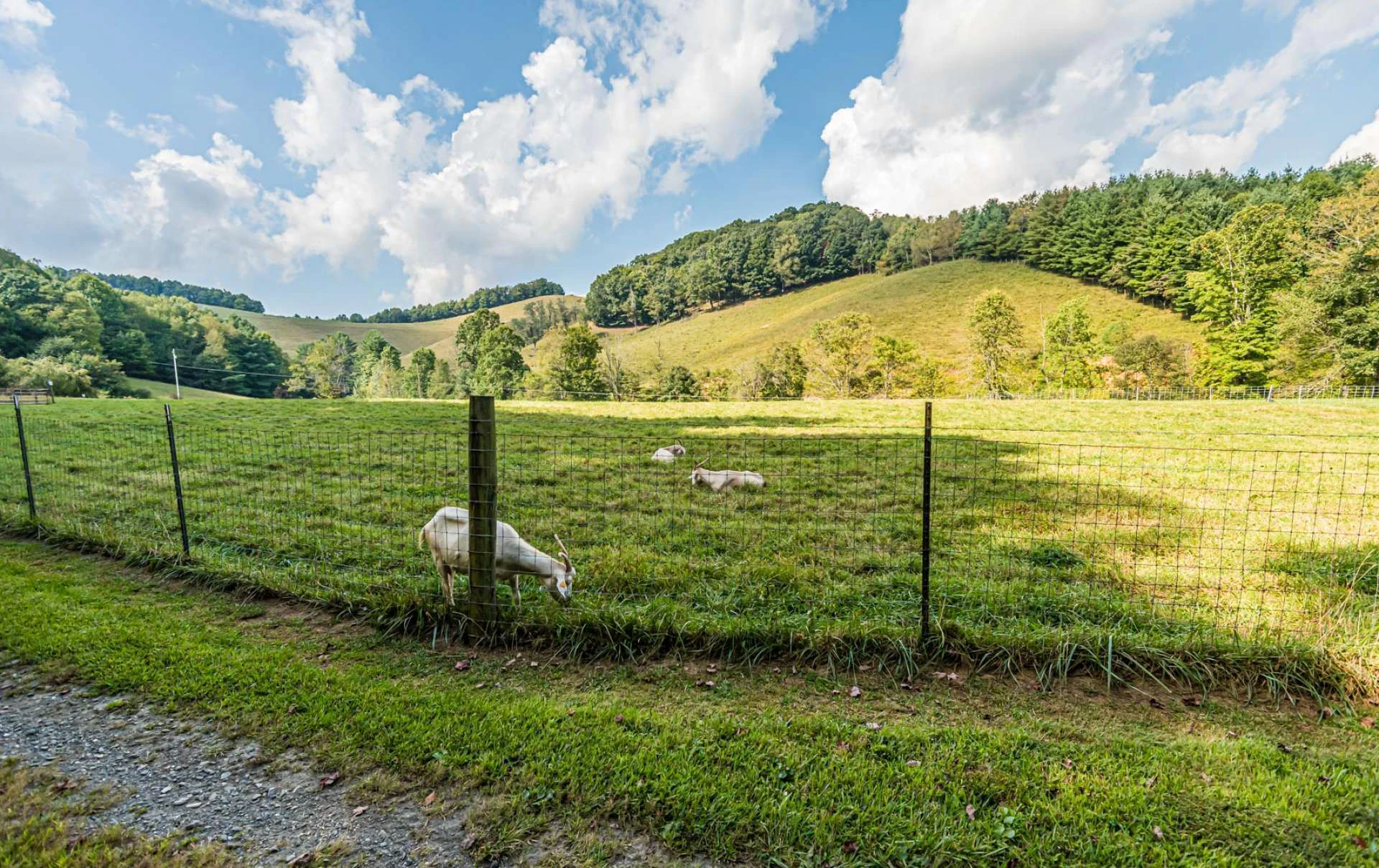 Image number 9 for the current listing
