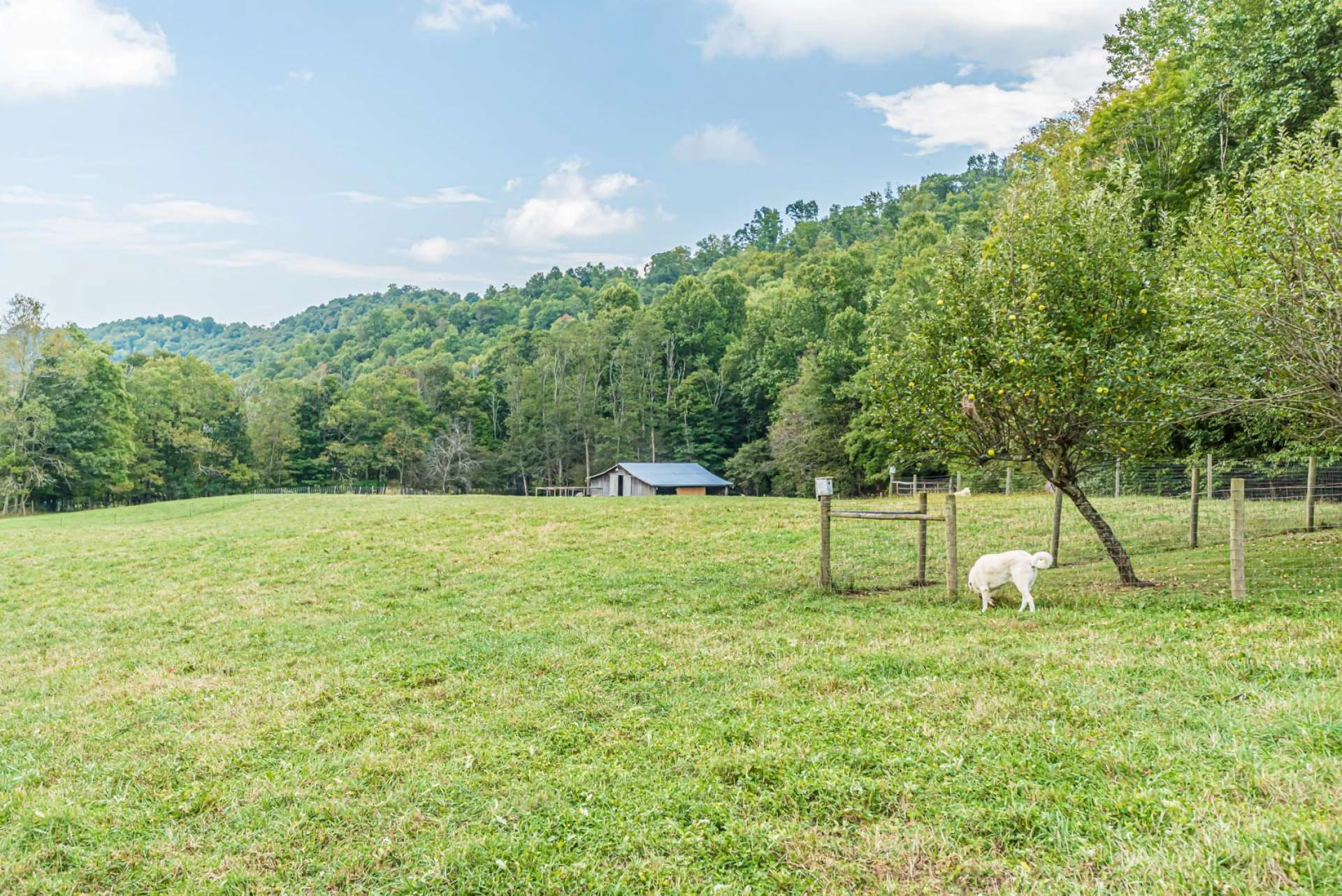 Image number 5 for the current listing