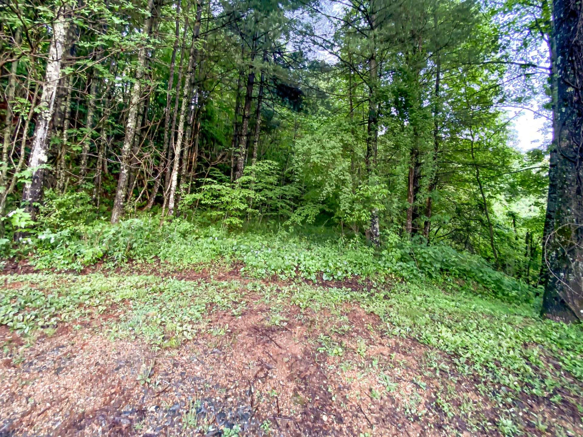 Image number 2 for the current listing