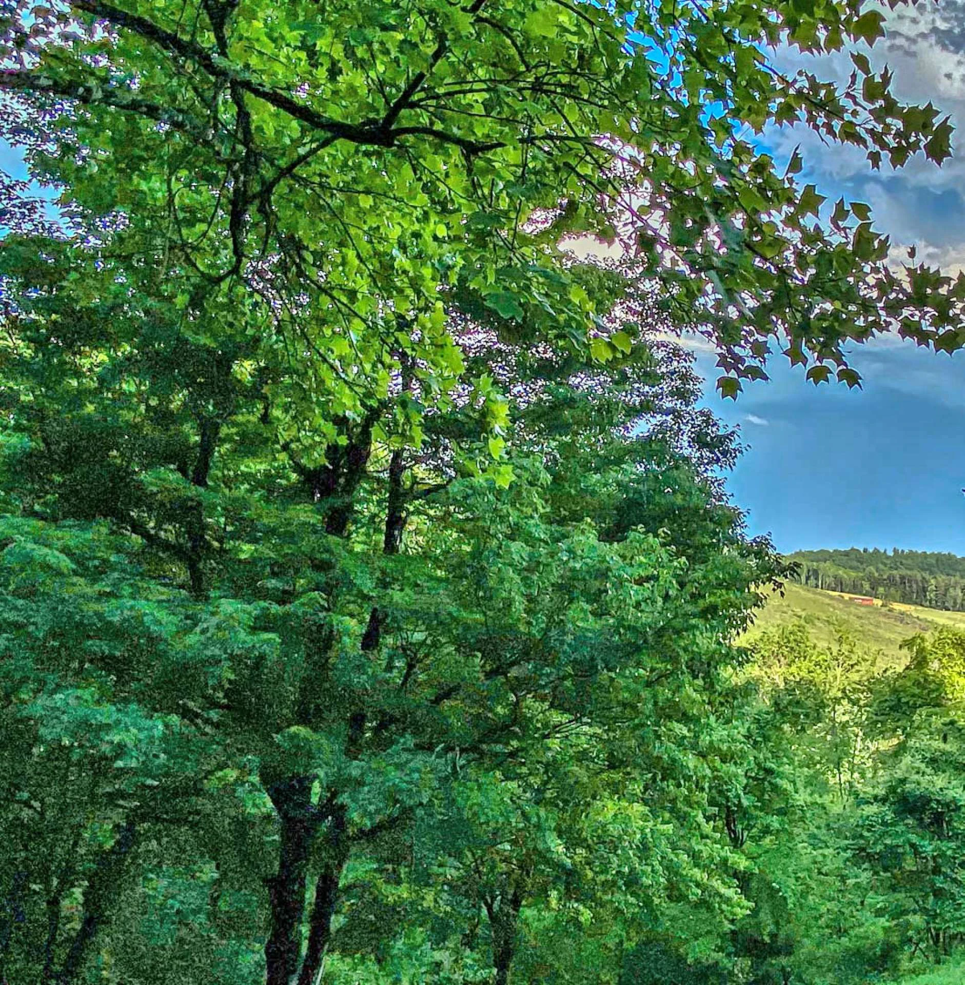 Image number 7 for the current listing