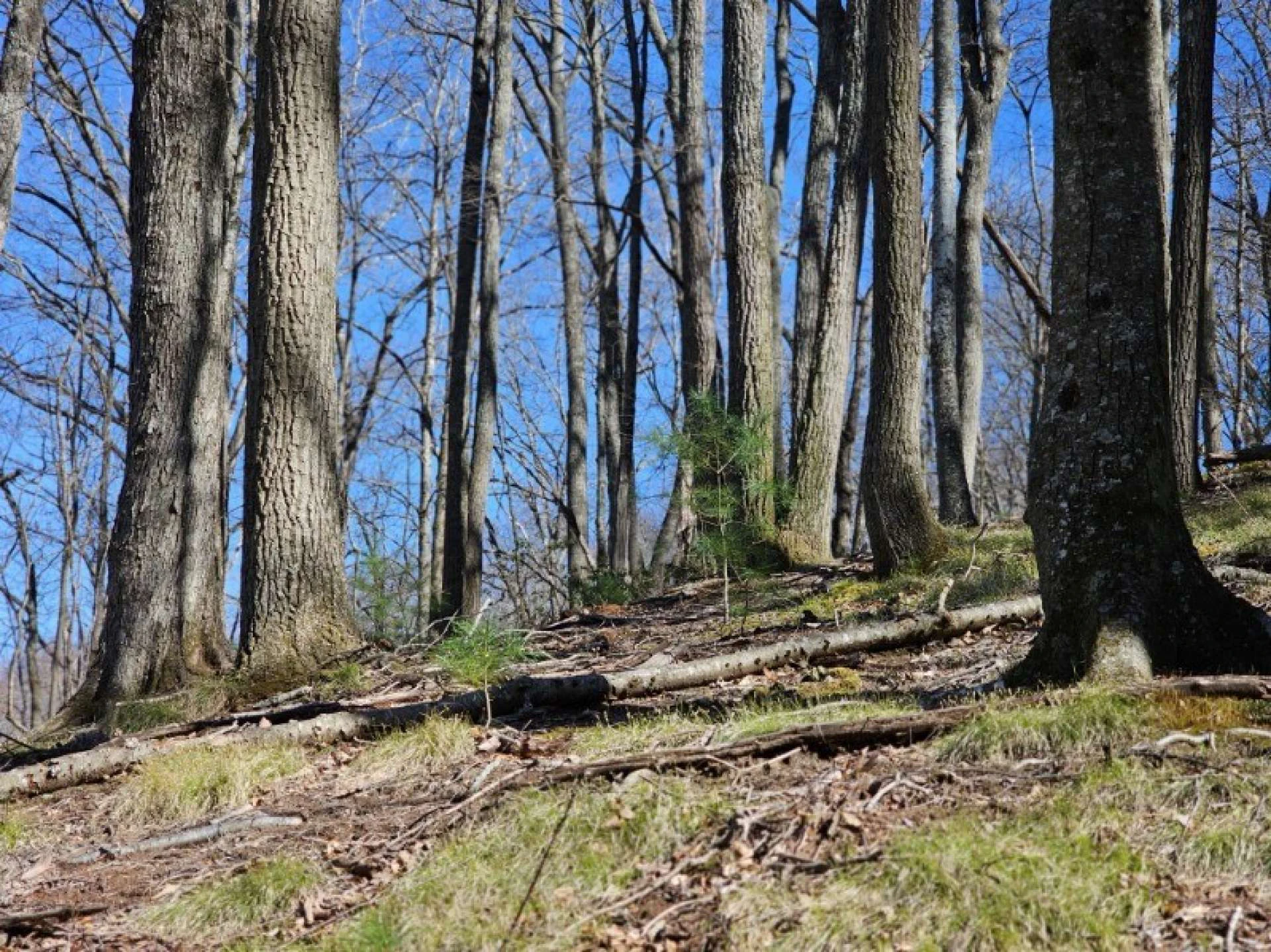 Image number 4 for the current listing