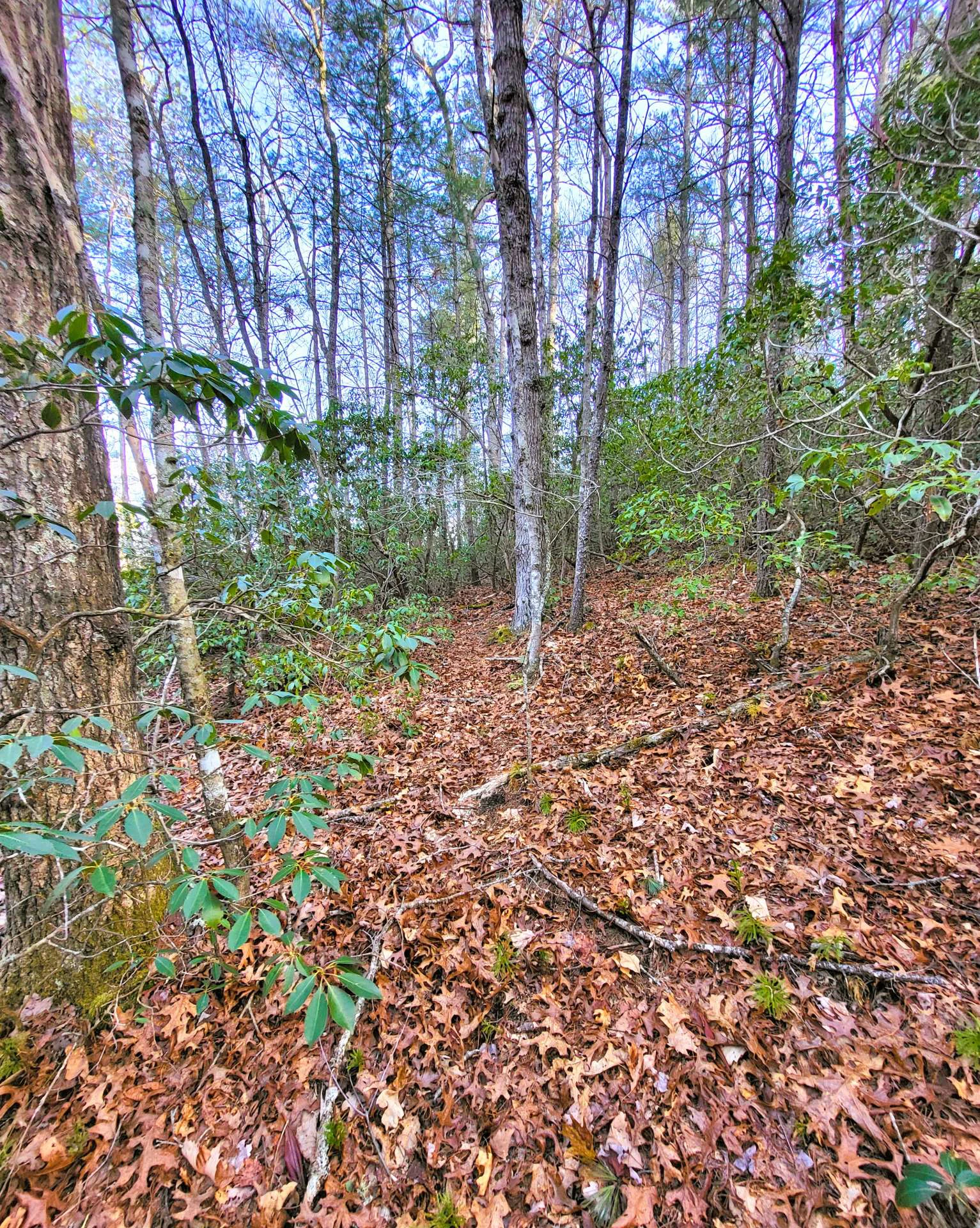 Image number 5 for the current listing