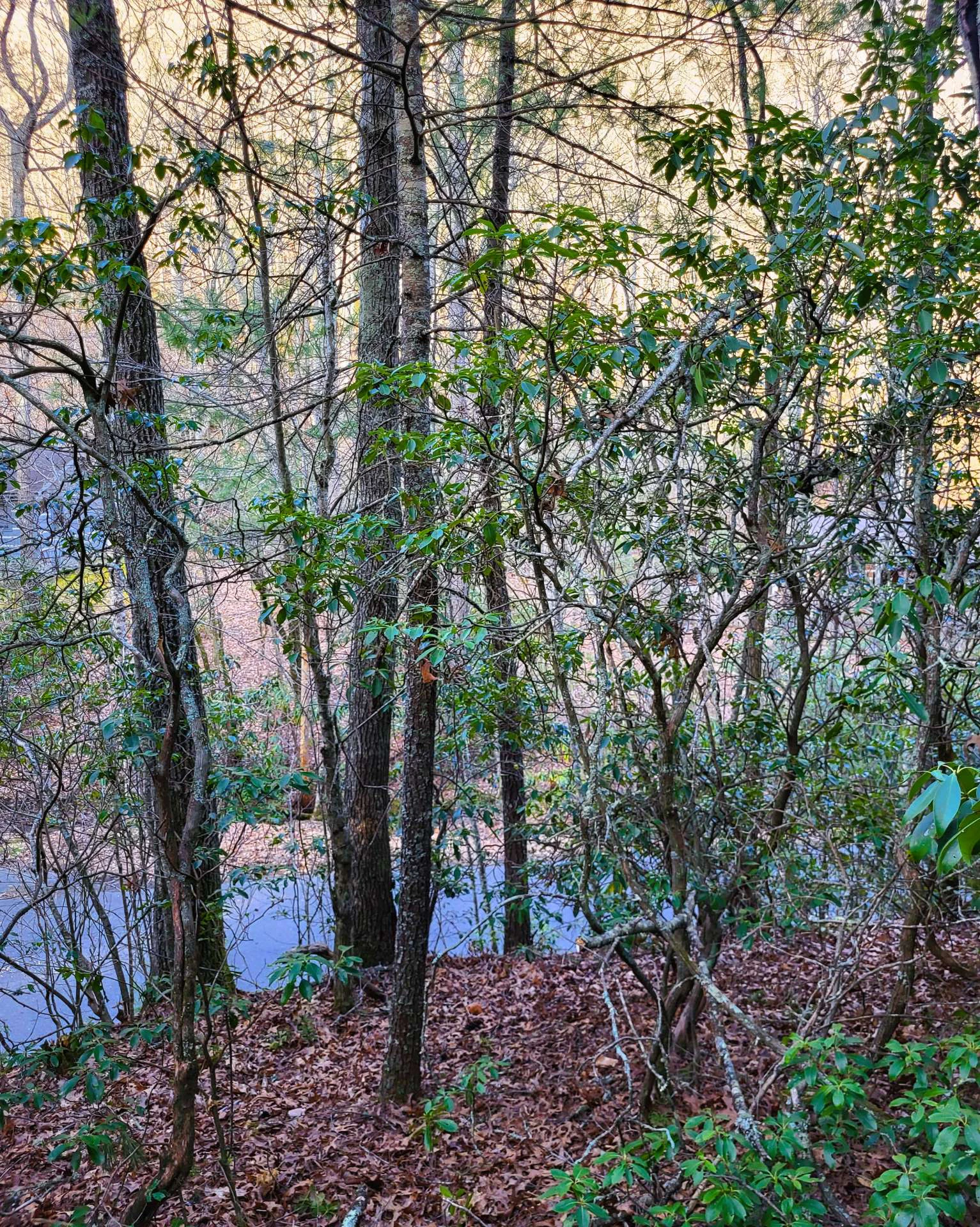 Image number 6 for the current listing