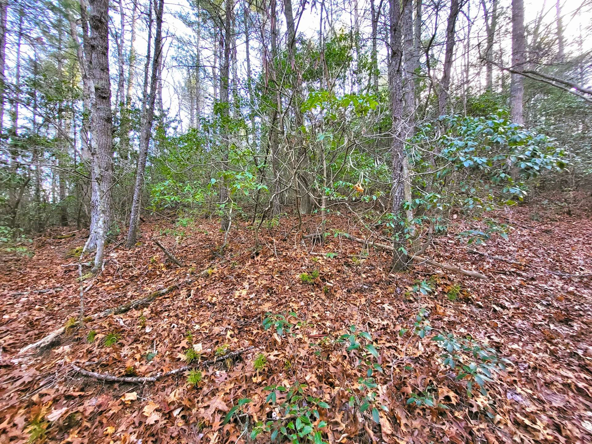 Image number 2 for the current listing