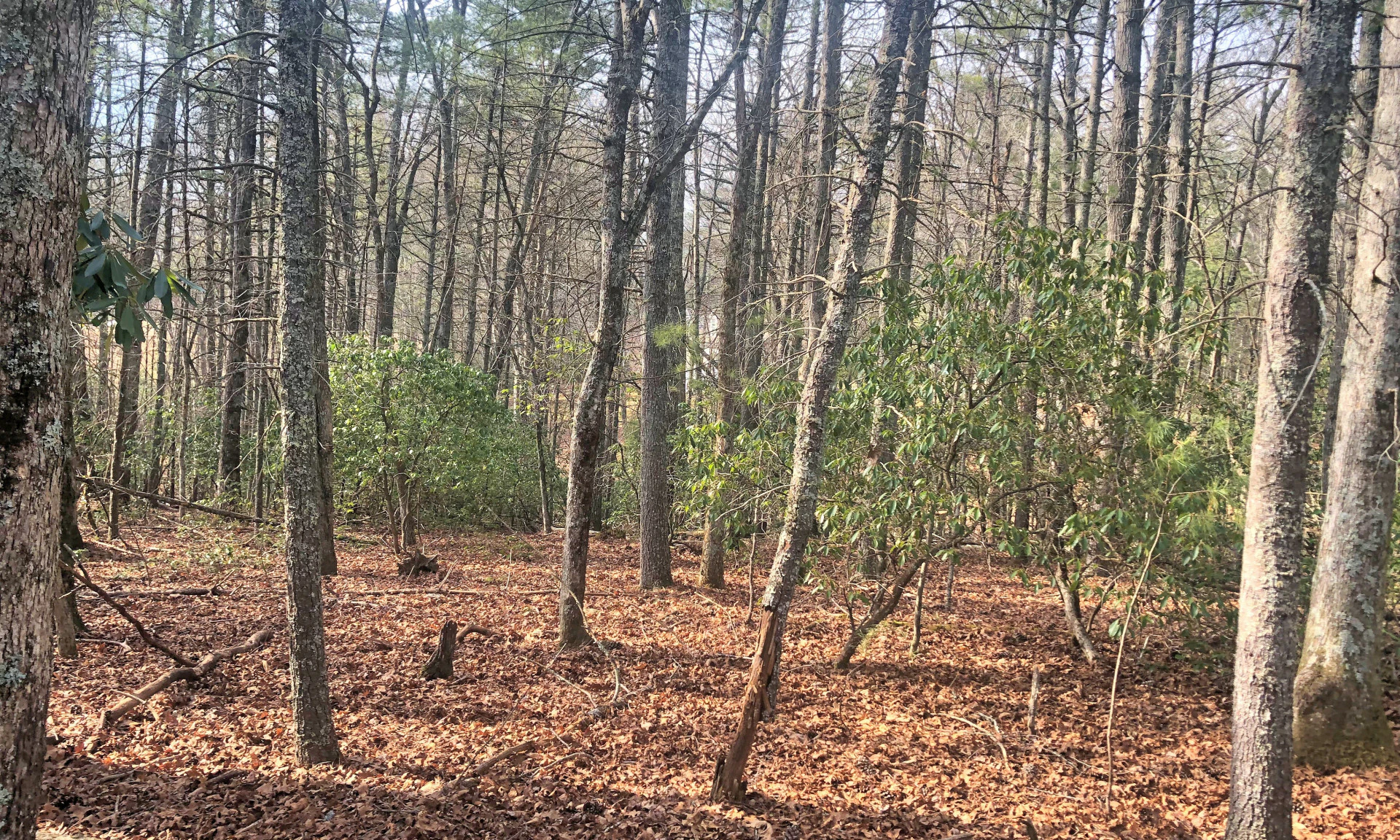 Image number 1 for the current listing
