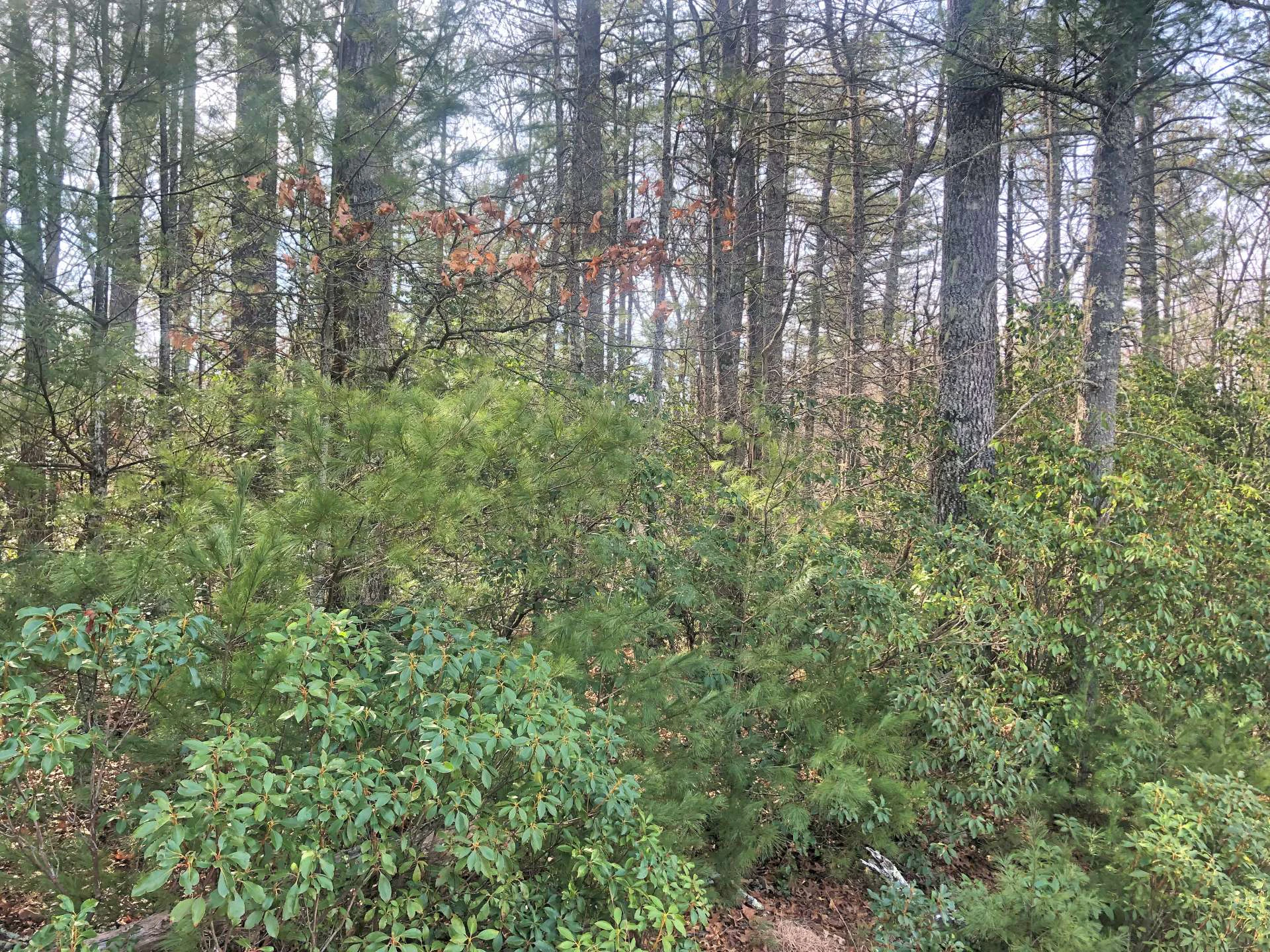 Image number 2 for the current listing
