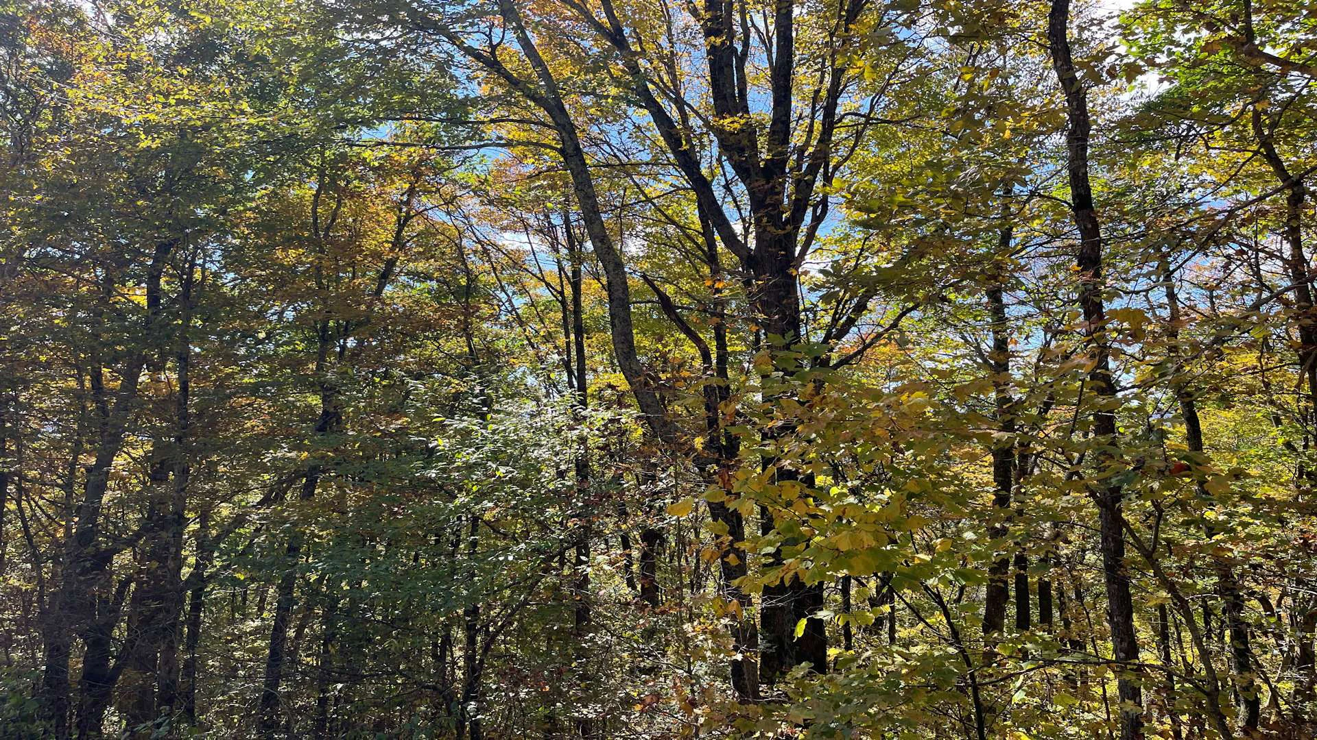 Image number 2 for the current listing