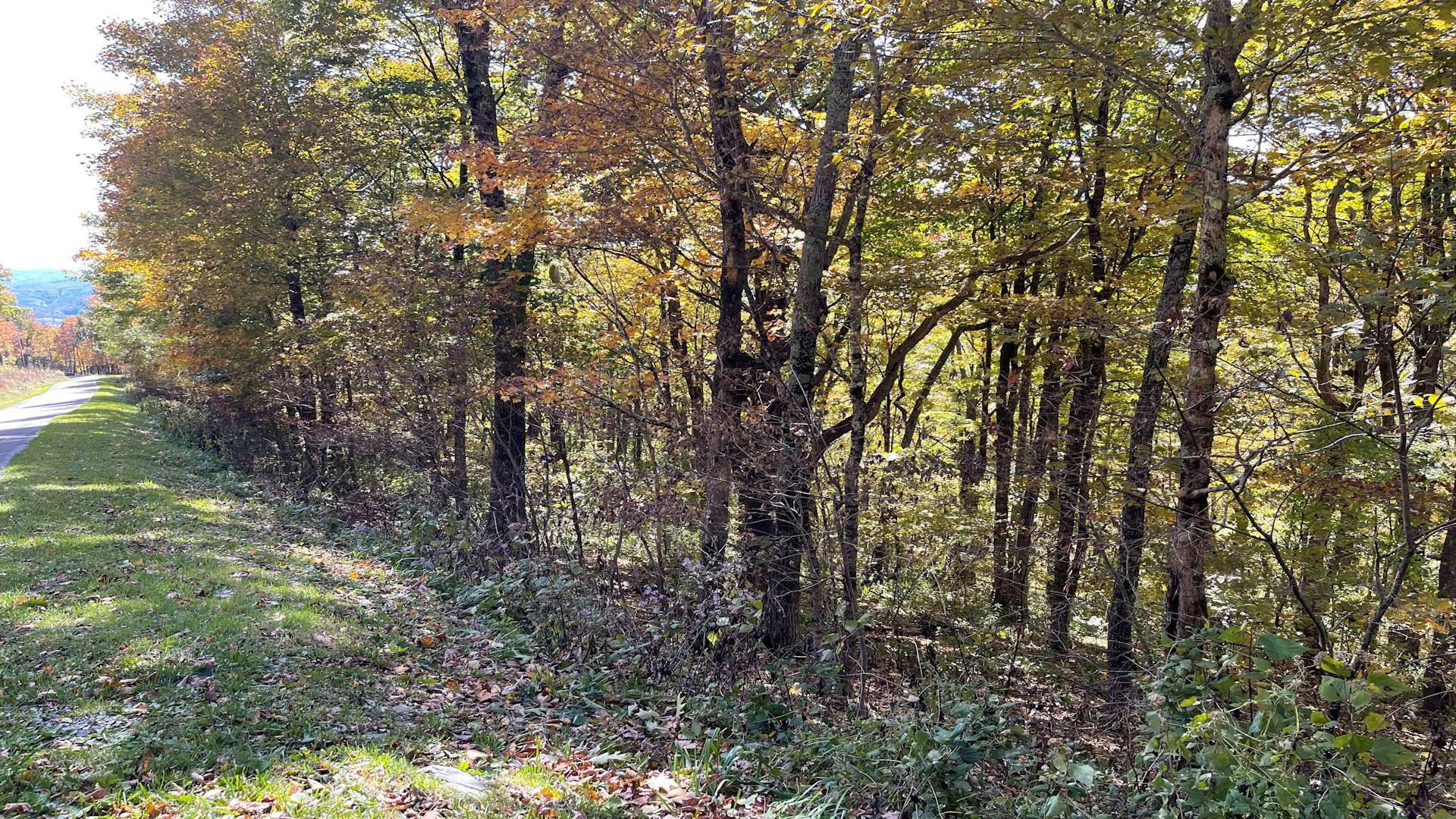 Image number 3 for the current listing