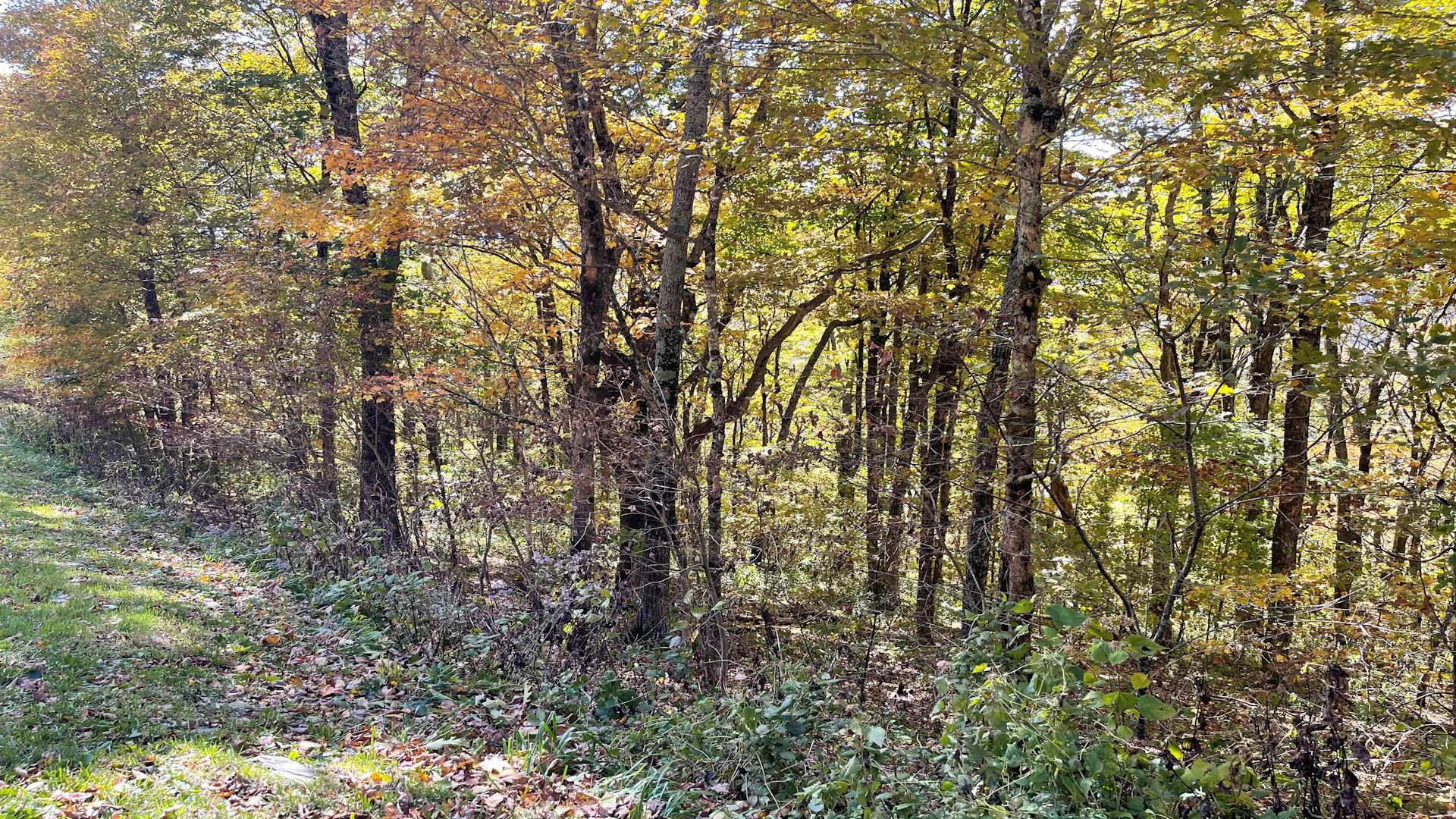 Image number 8 for the current listing