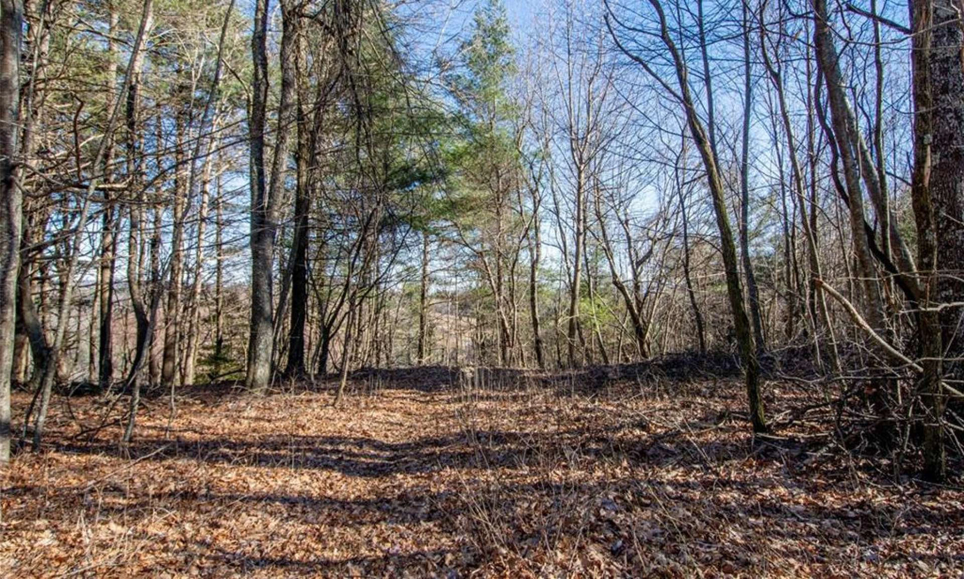 Image number 3 for the current listing