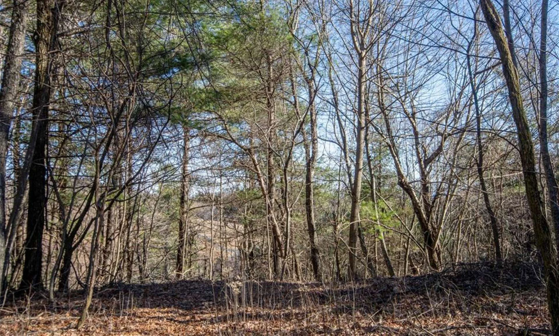 Image number 6 for the current listing