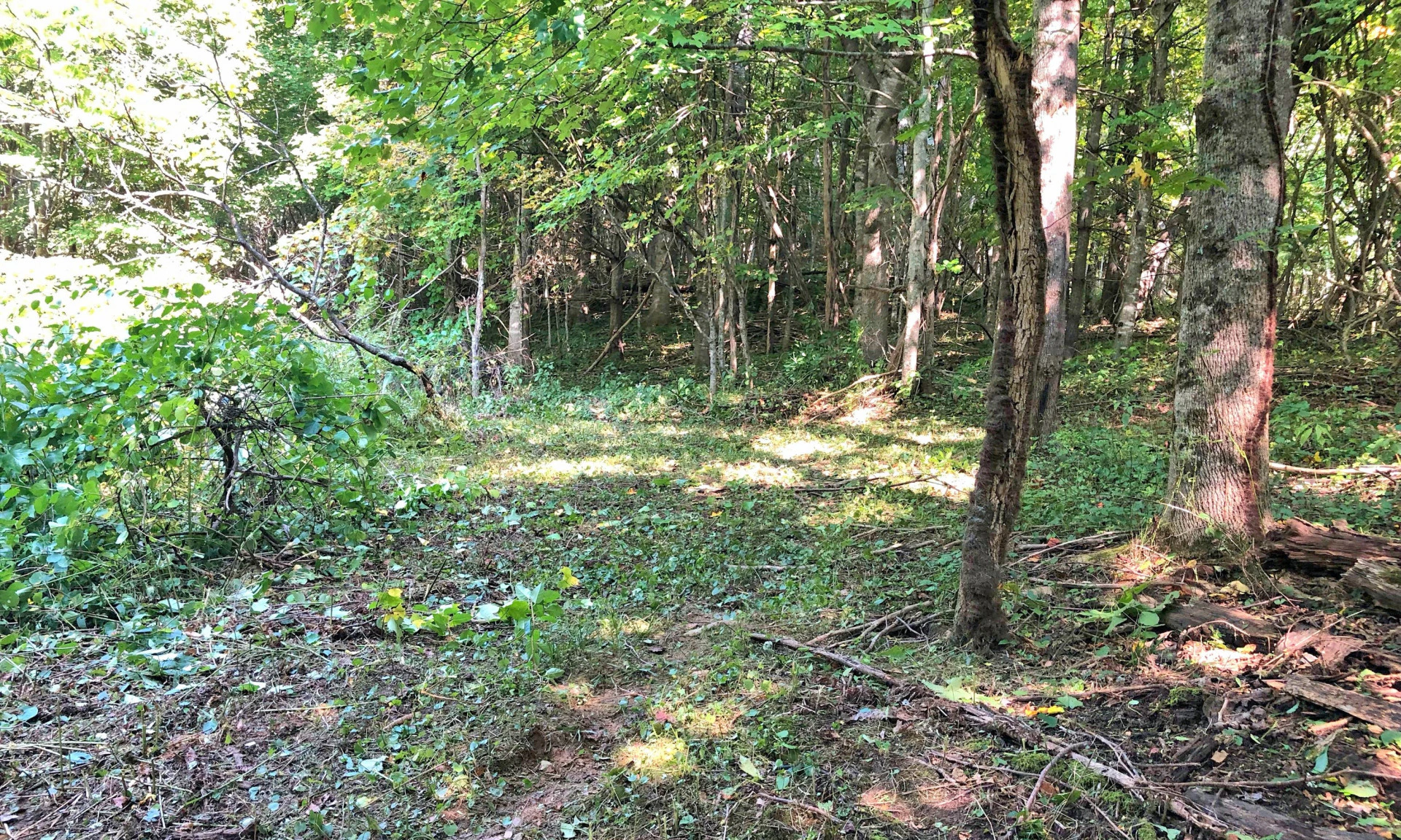 Image number 1 for the current listing
