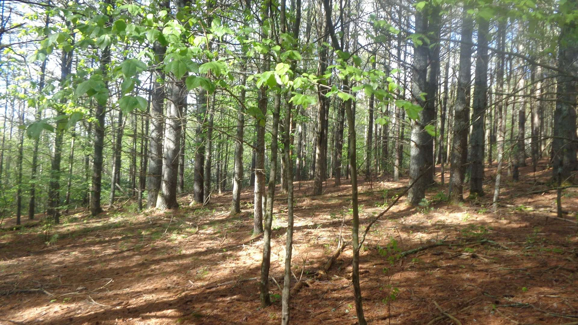 Image number 4 for the current listing