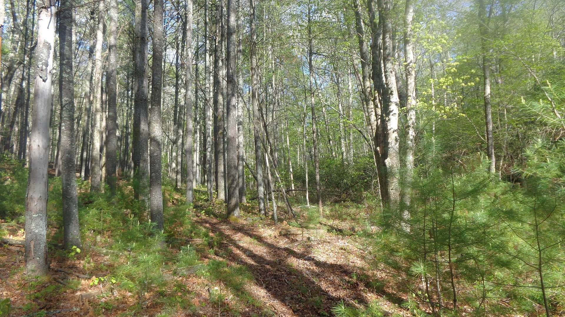 Image number 6 for the current listing