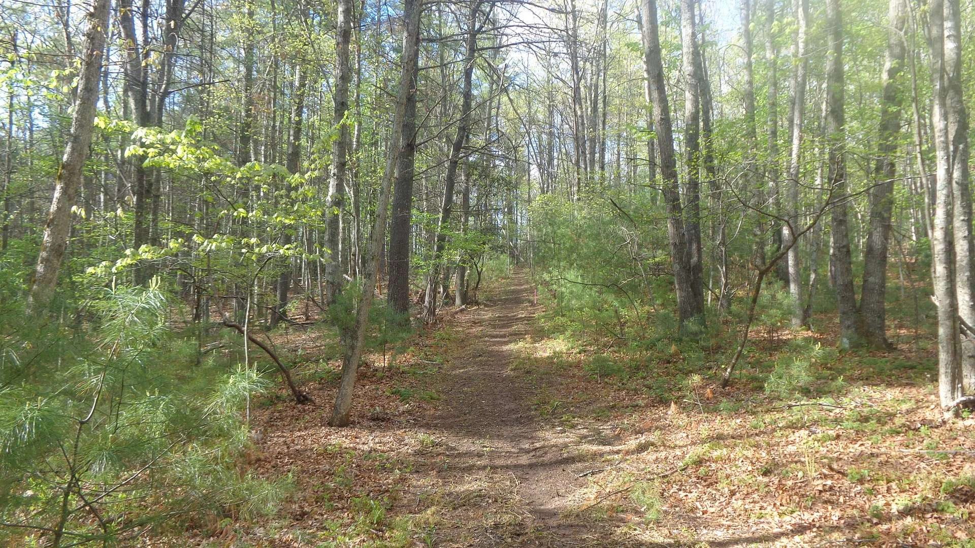 Image number 9 for the current listing
