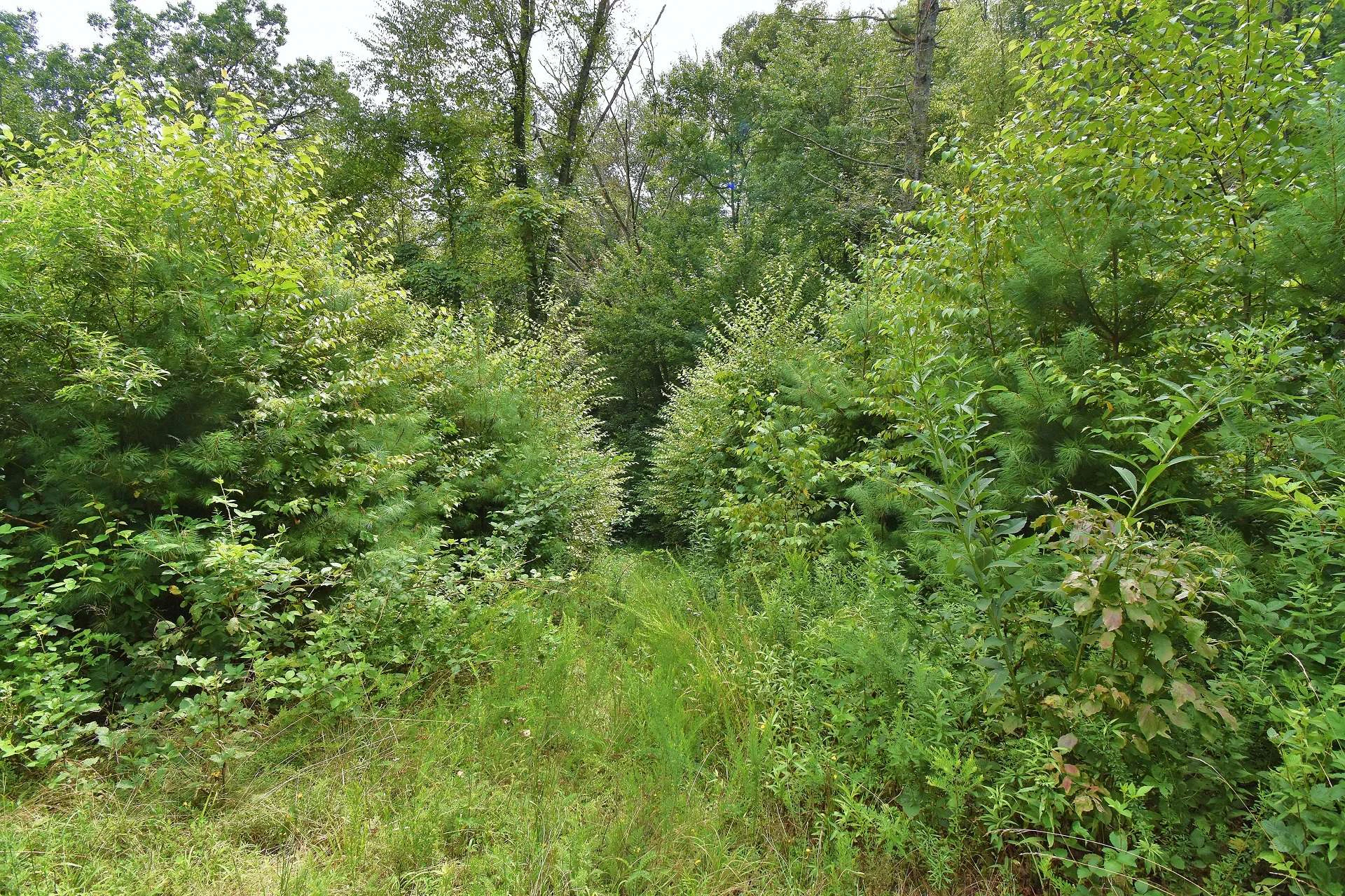 Image number 5 for the current listing