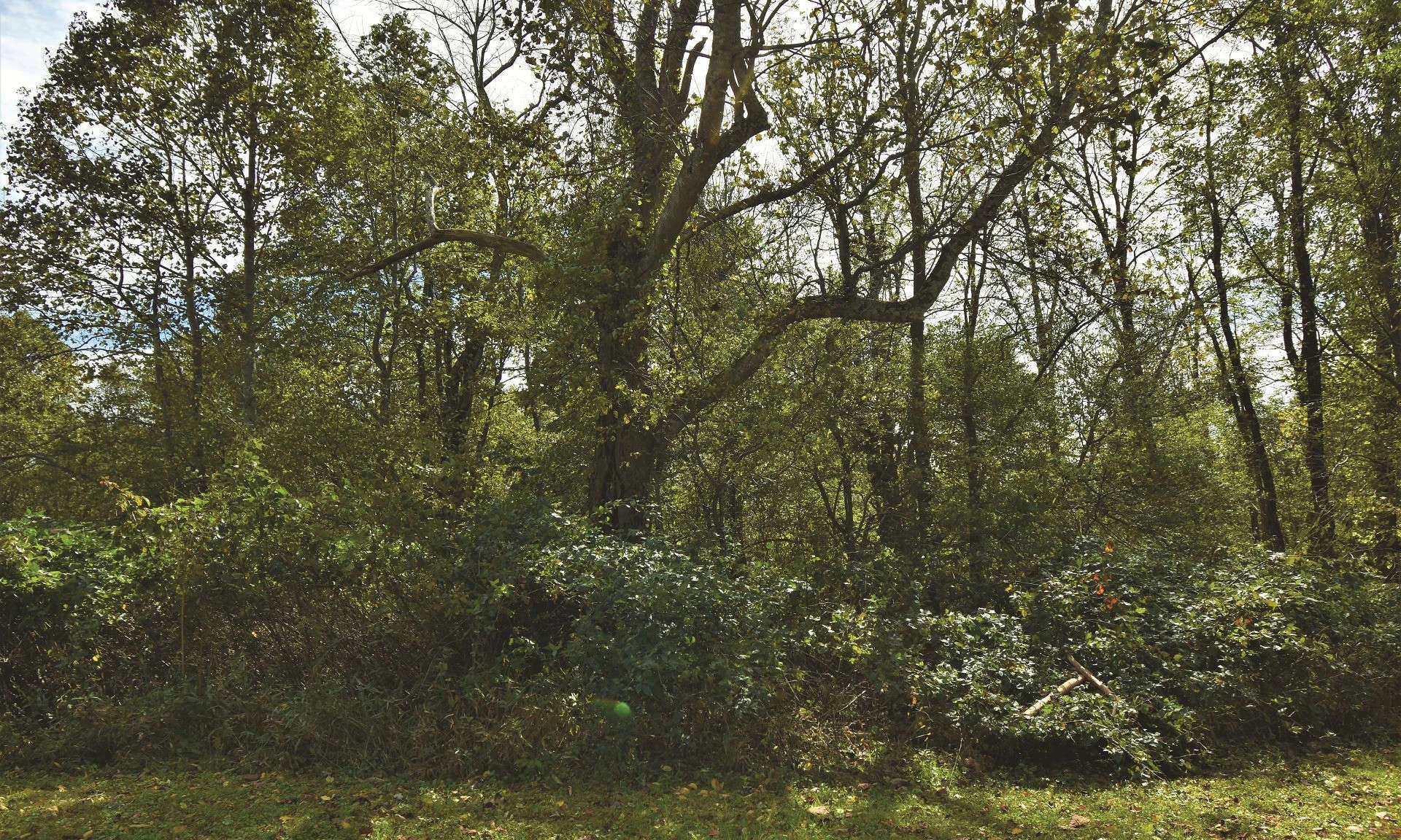 Image number 1 for the current listing