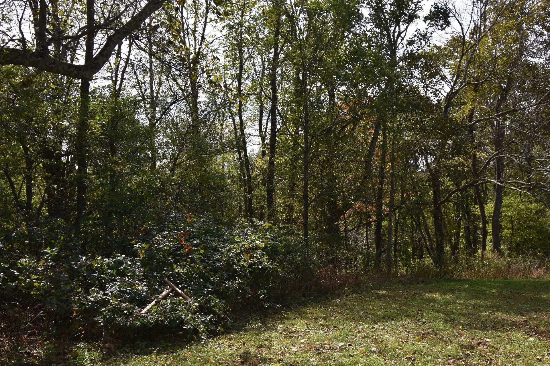 Image number 4 for the current listing