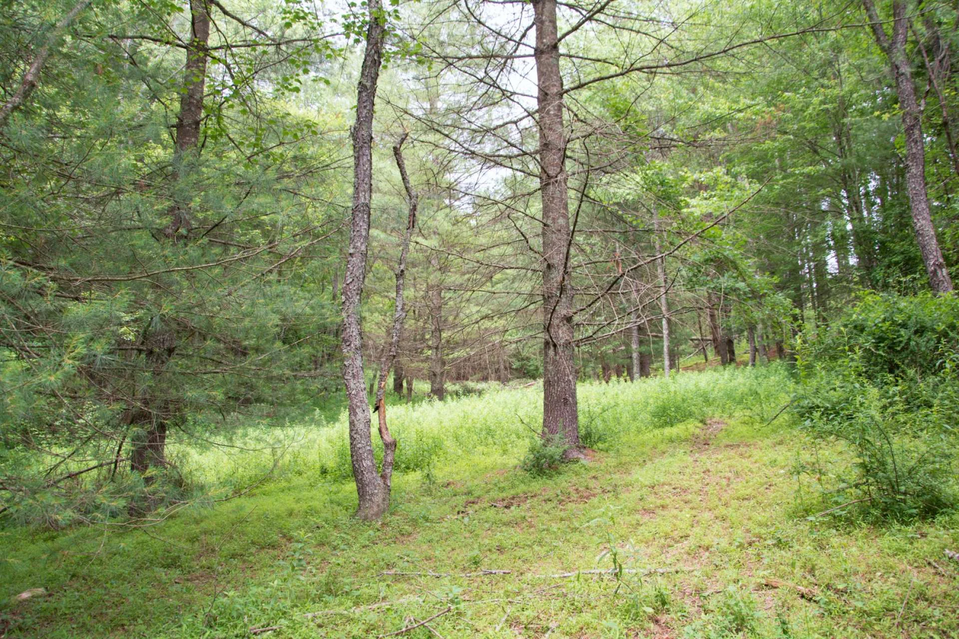 Image number 19 for the current listing