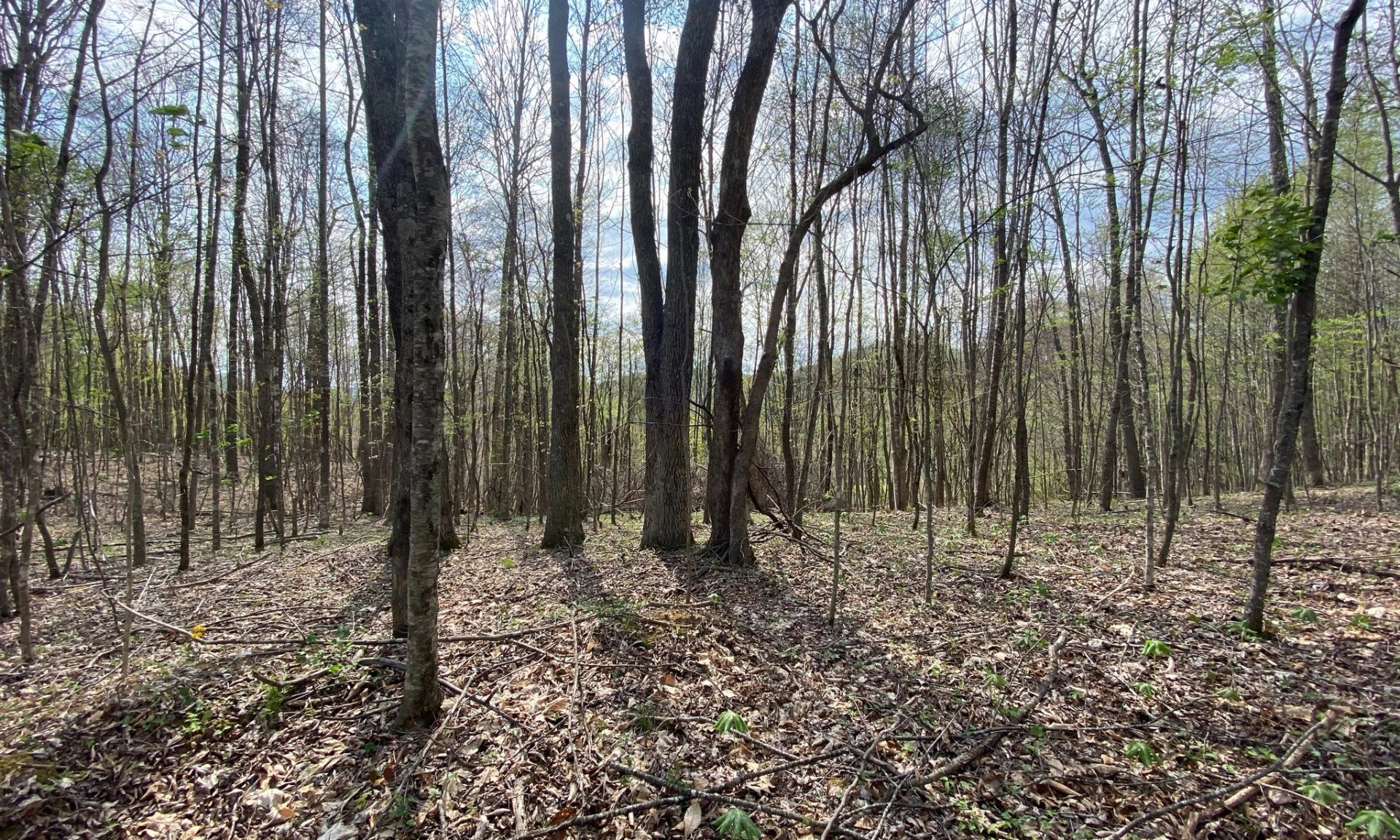 Image number 1 for the current listing