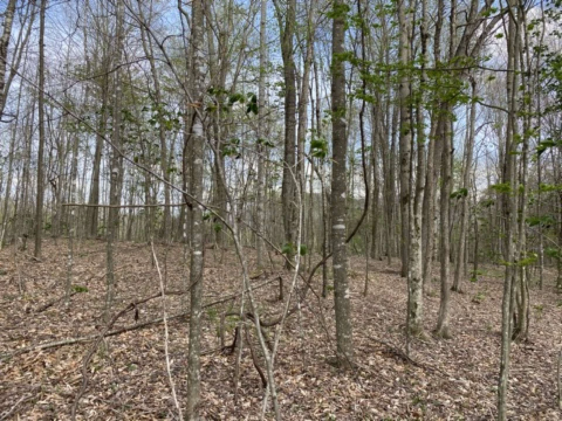 Image number 2 for the current listing