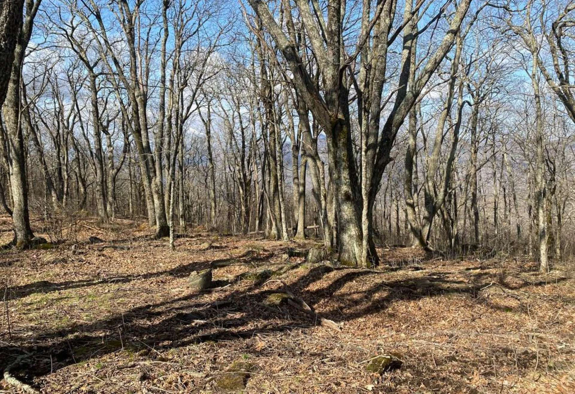 Image number 3 for the current listing
