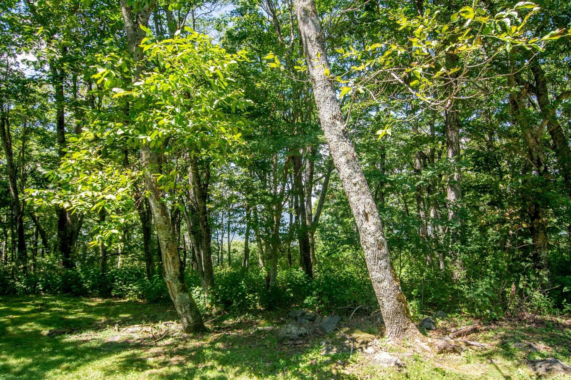 Image number 14 for the current listing