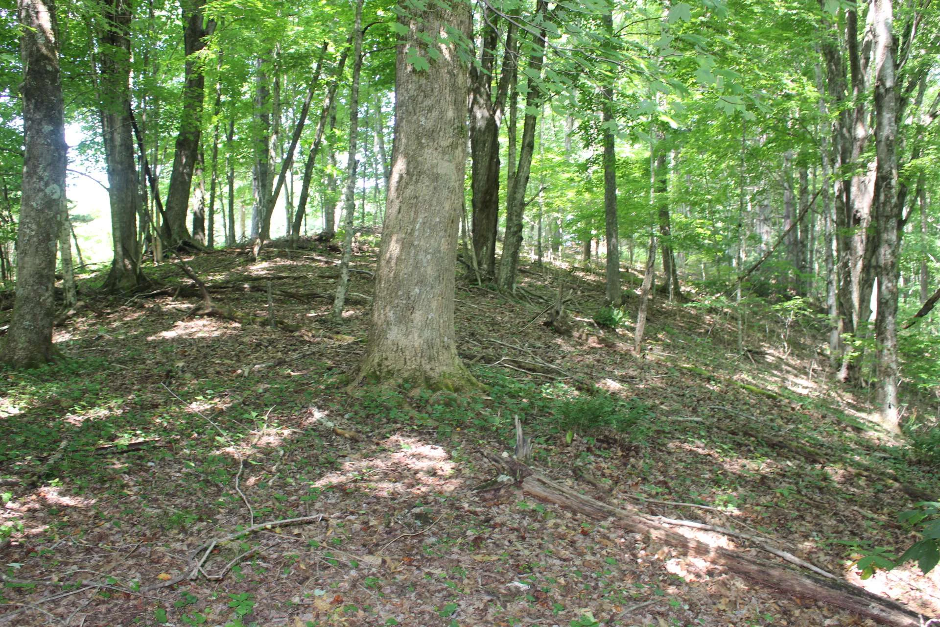Image number 3 for the current listing