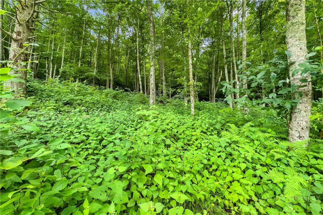 Image number 13 for the current listing