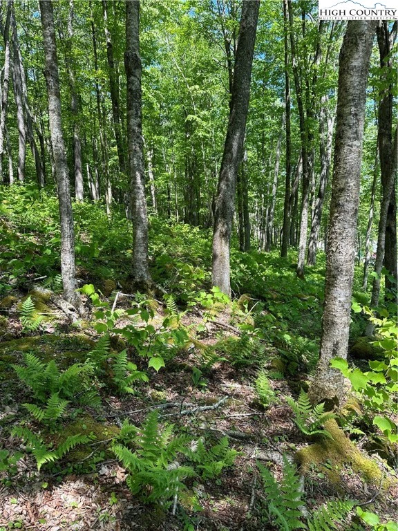 Image number 13 for the current listing