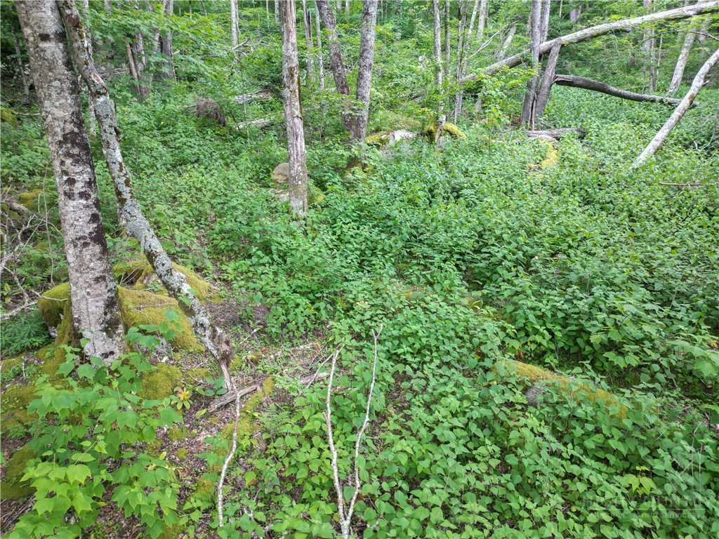 Image number 9 for the current listing