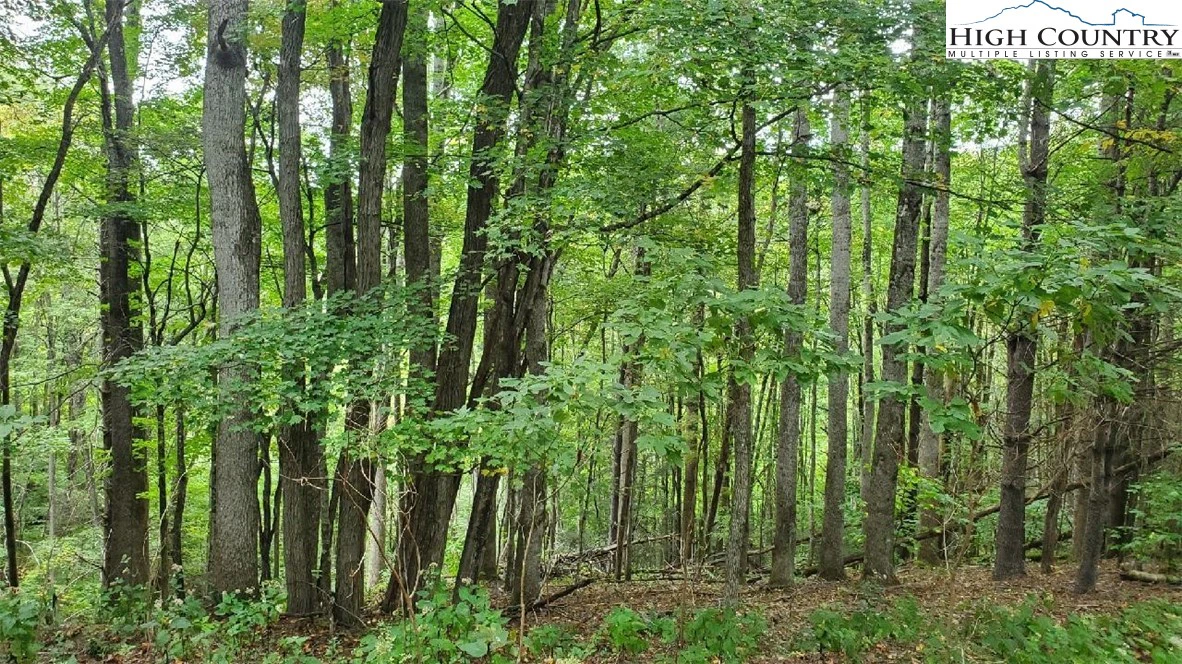 Image number 3 for the current listing