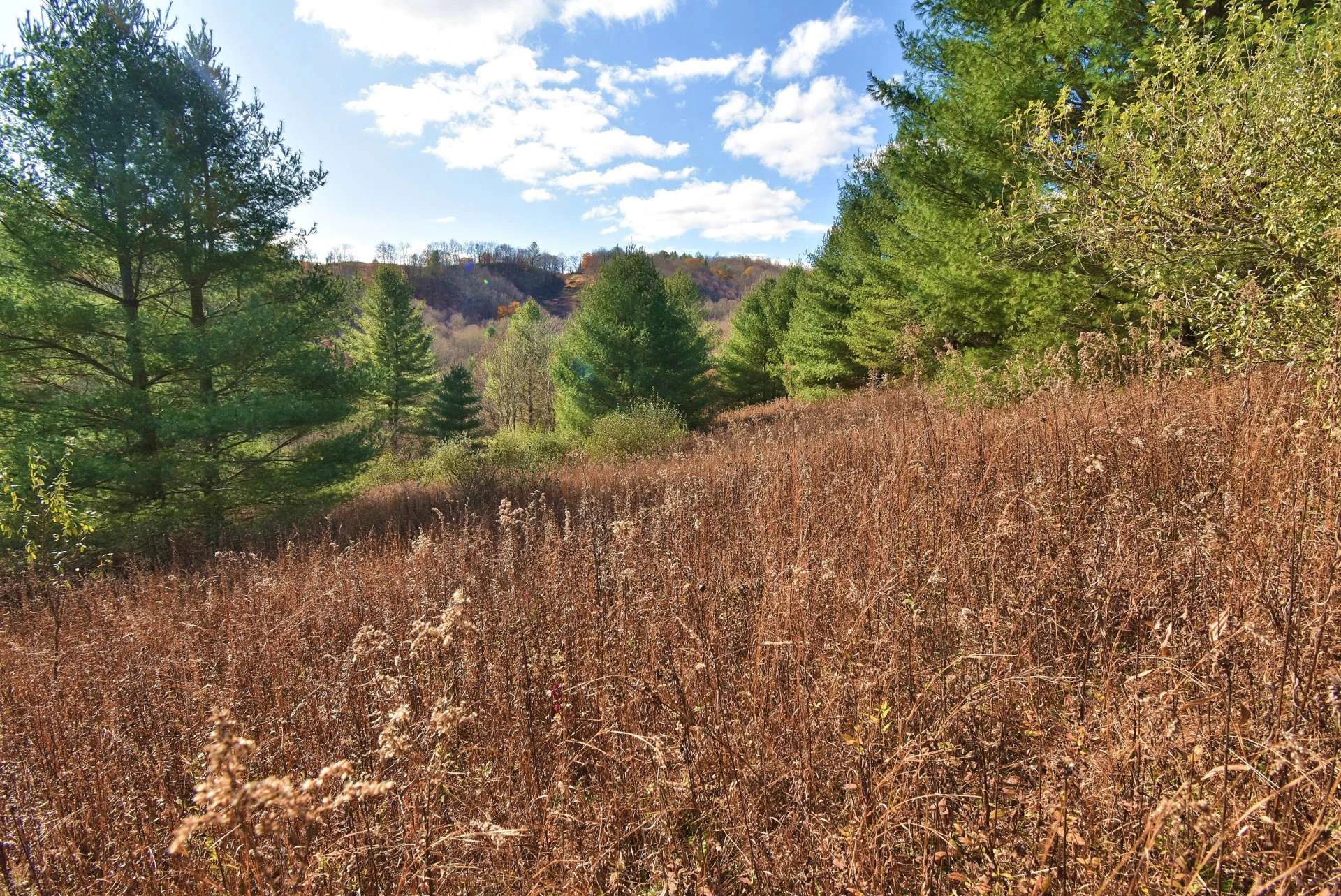 Image number 11 for the current listing