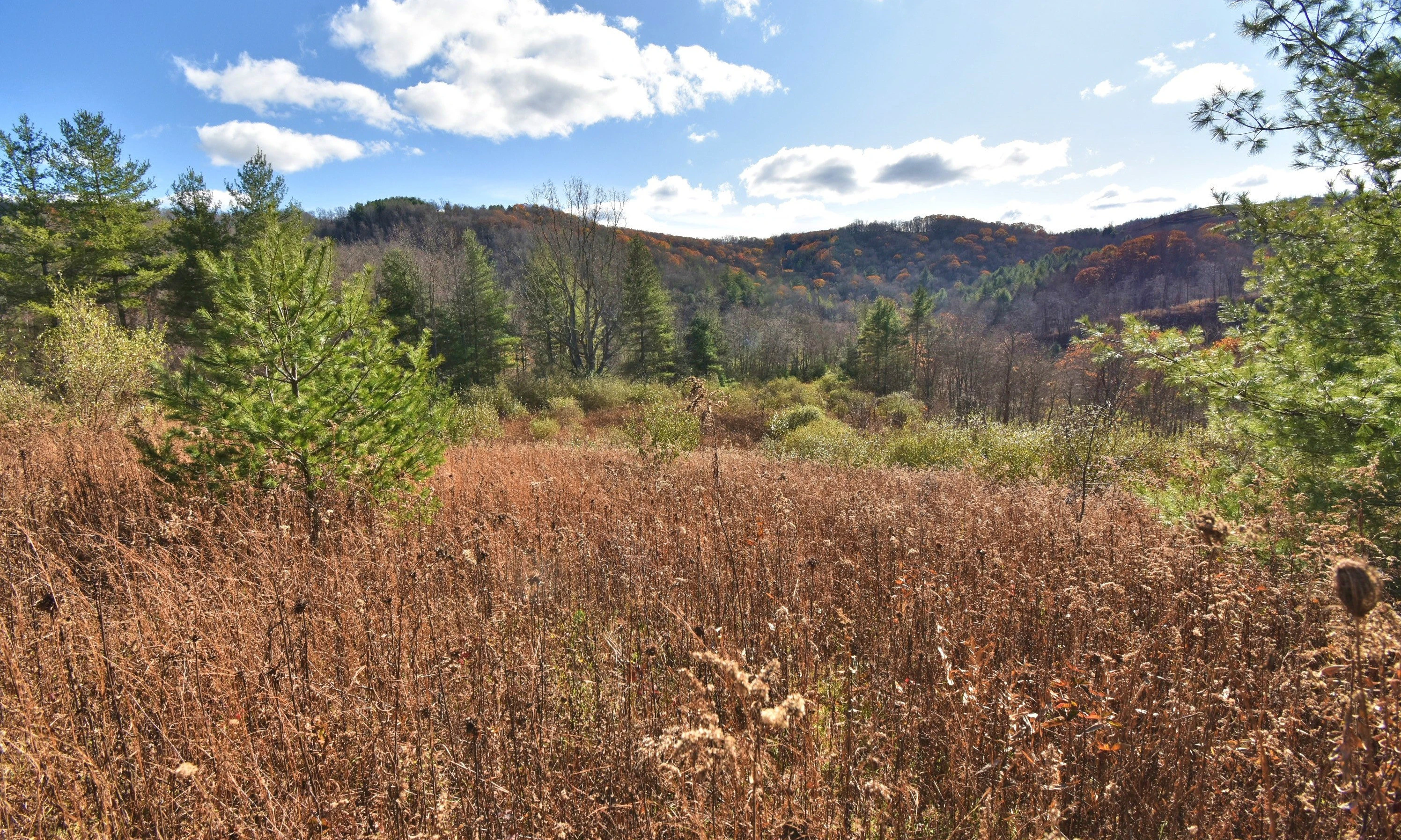Image number 1 for the current listing