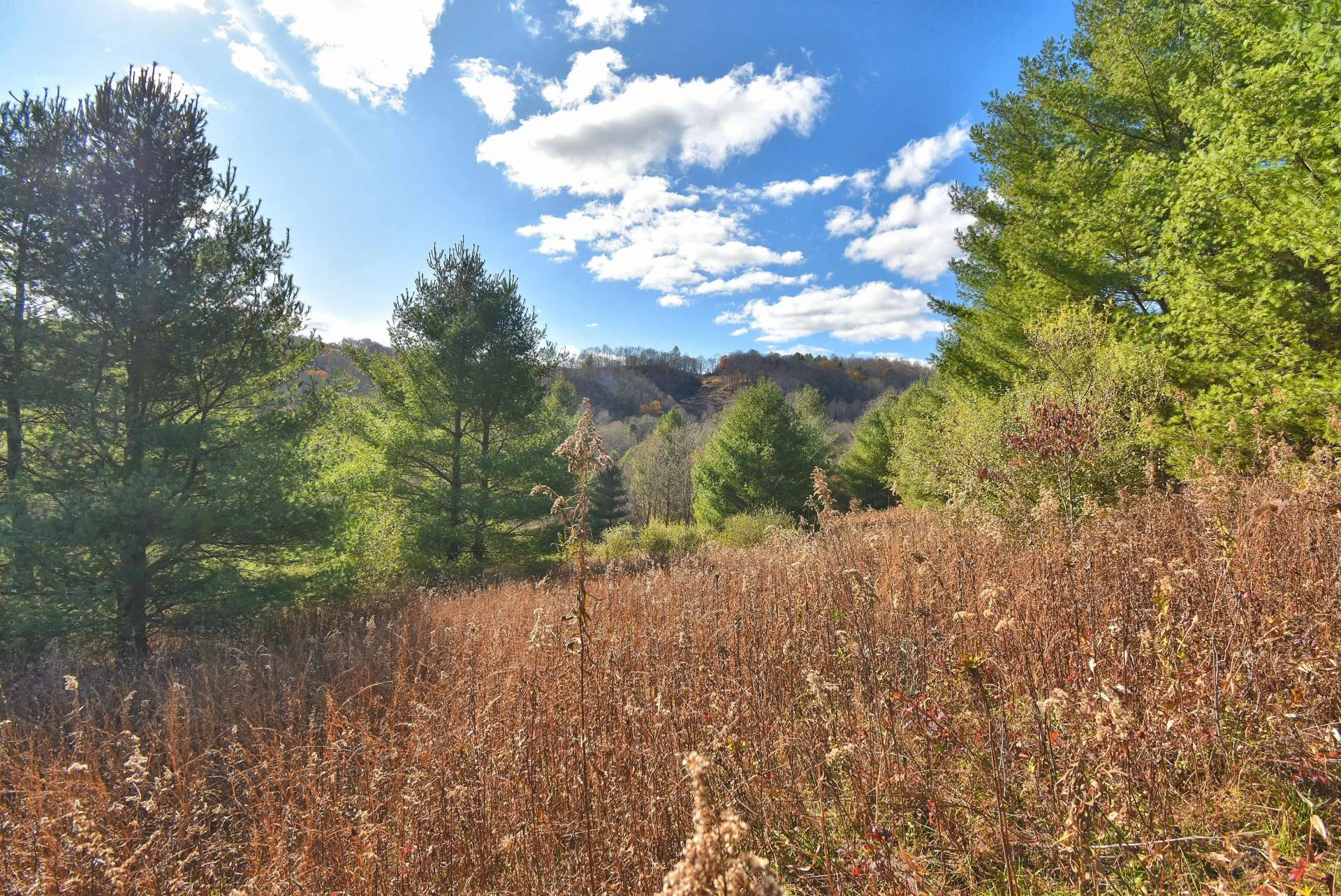 Image number 10 for the current listing