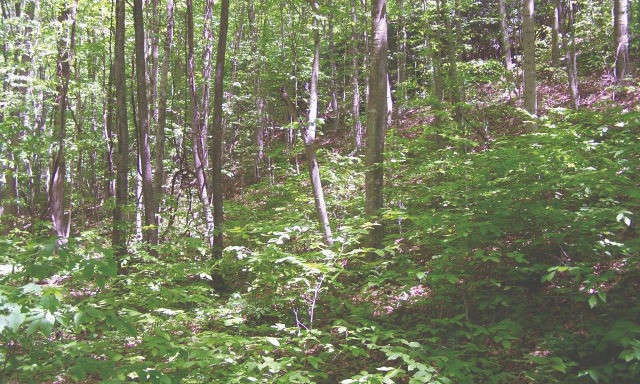 Image number 1 for the current listing