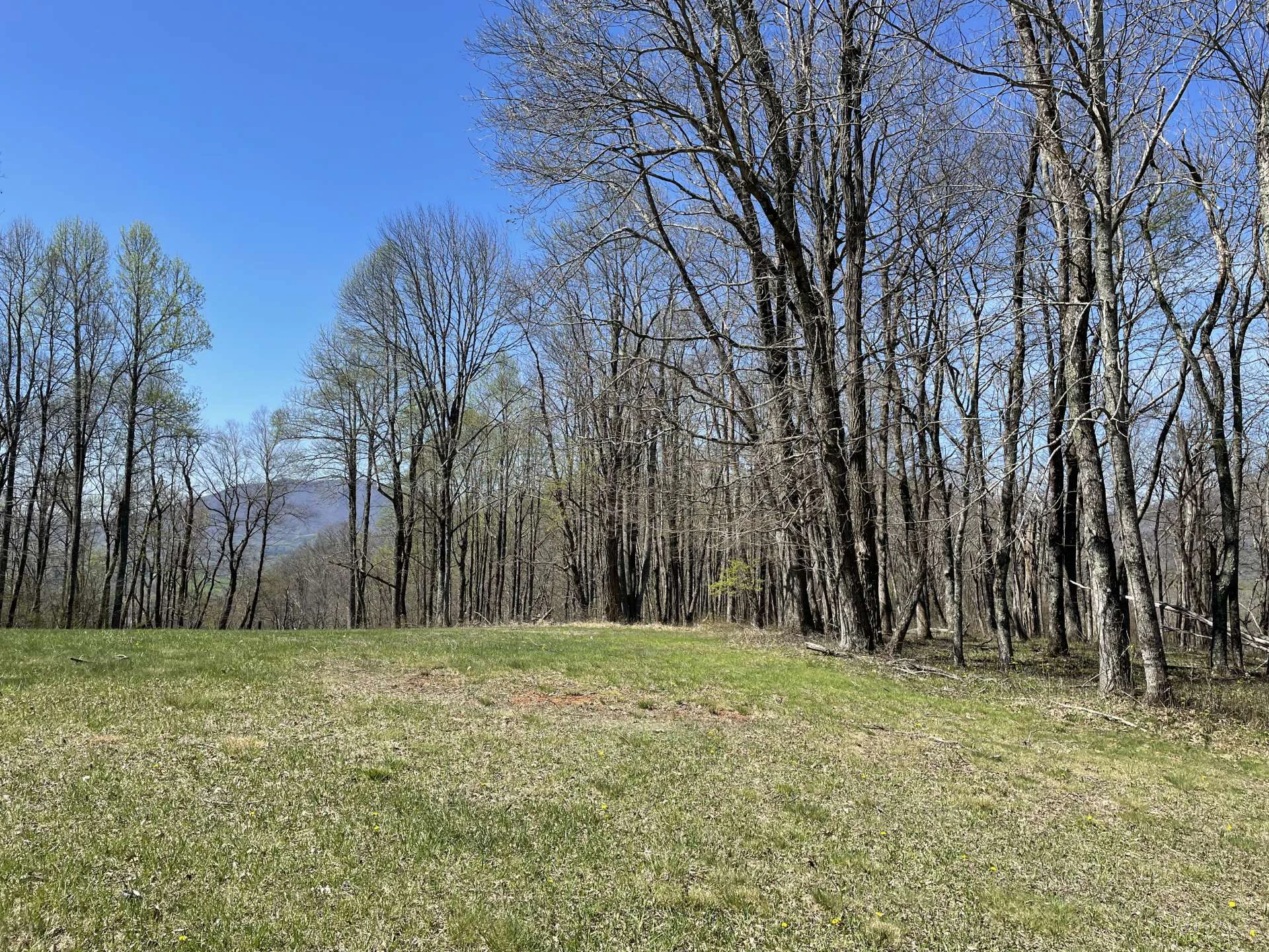 Image number 2 for the current listing