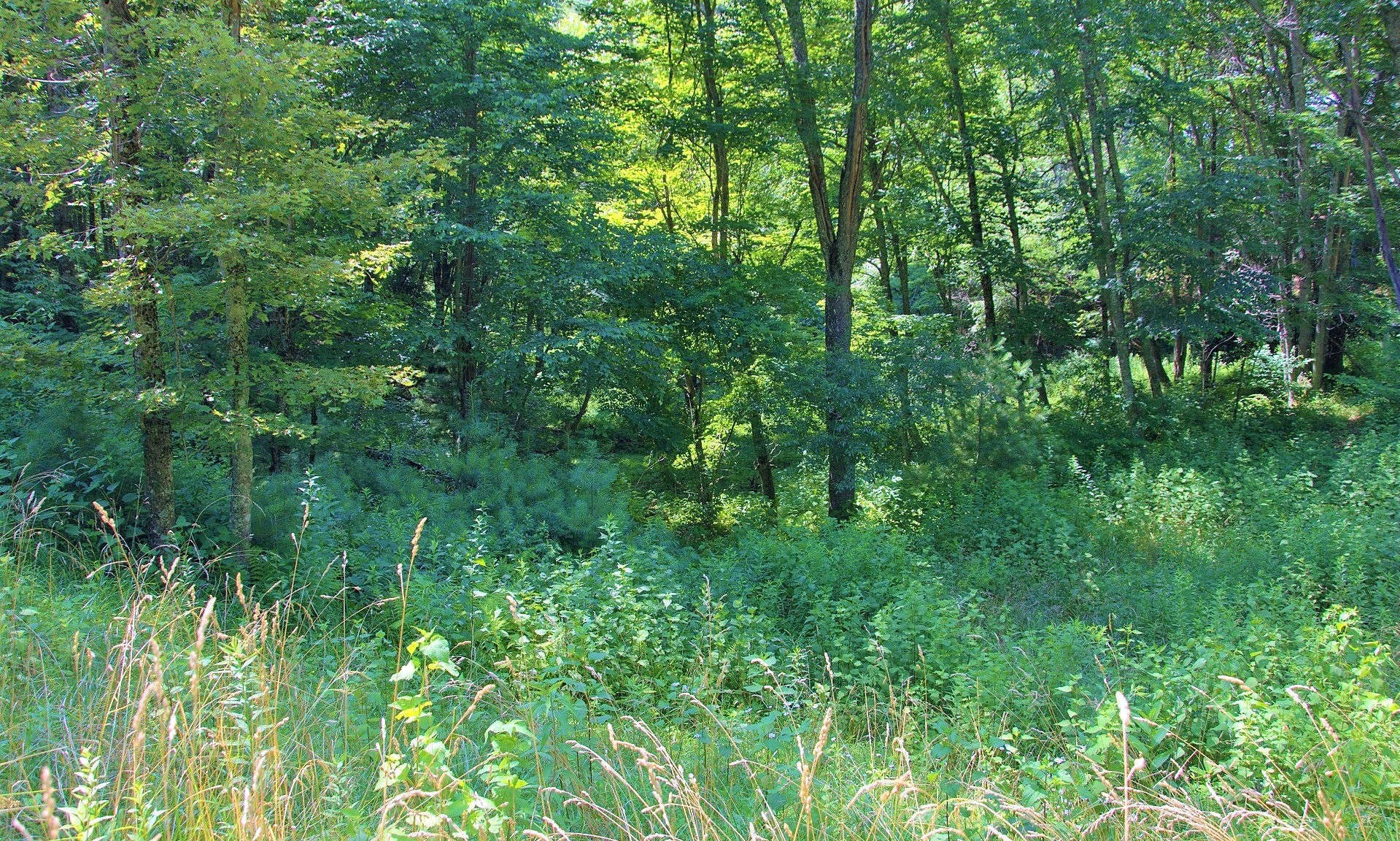 Image number 1 for the current listing