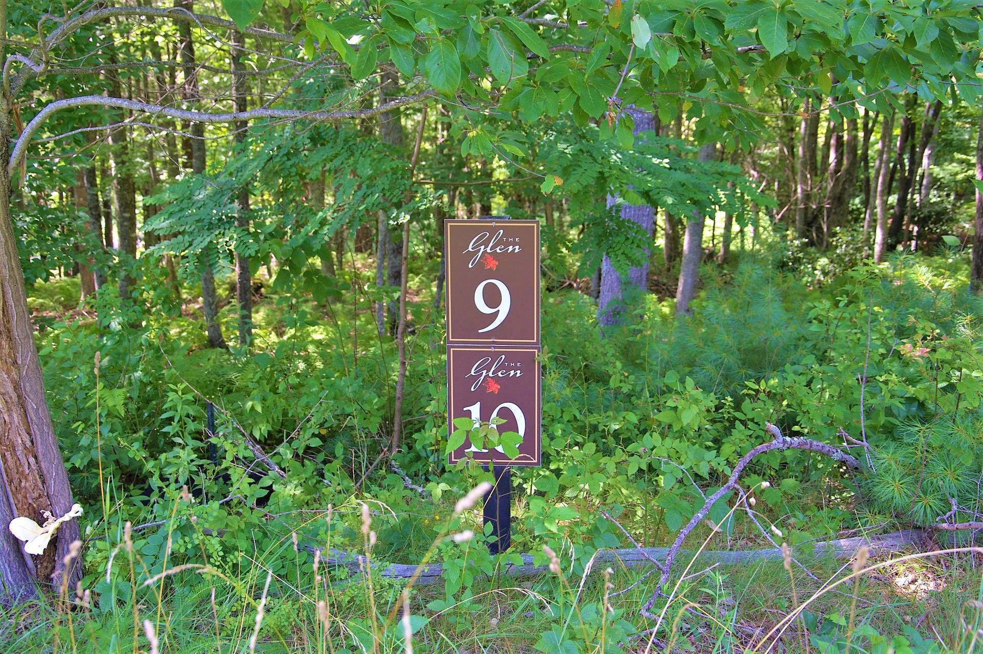 Image number 2 for the current listing