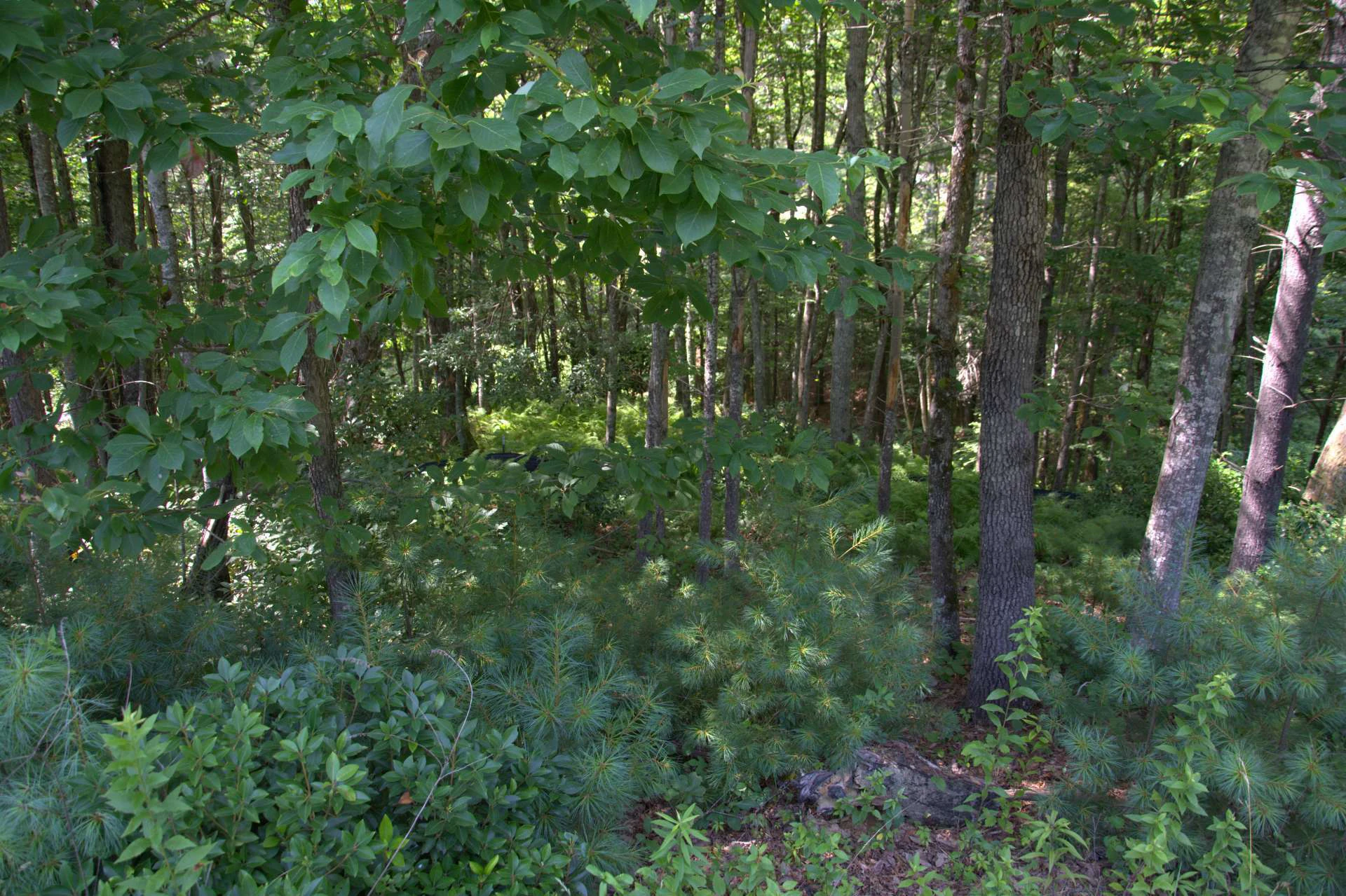 Image number 4 for the current listing