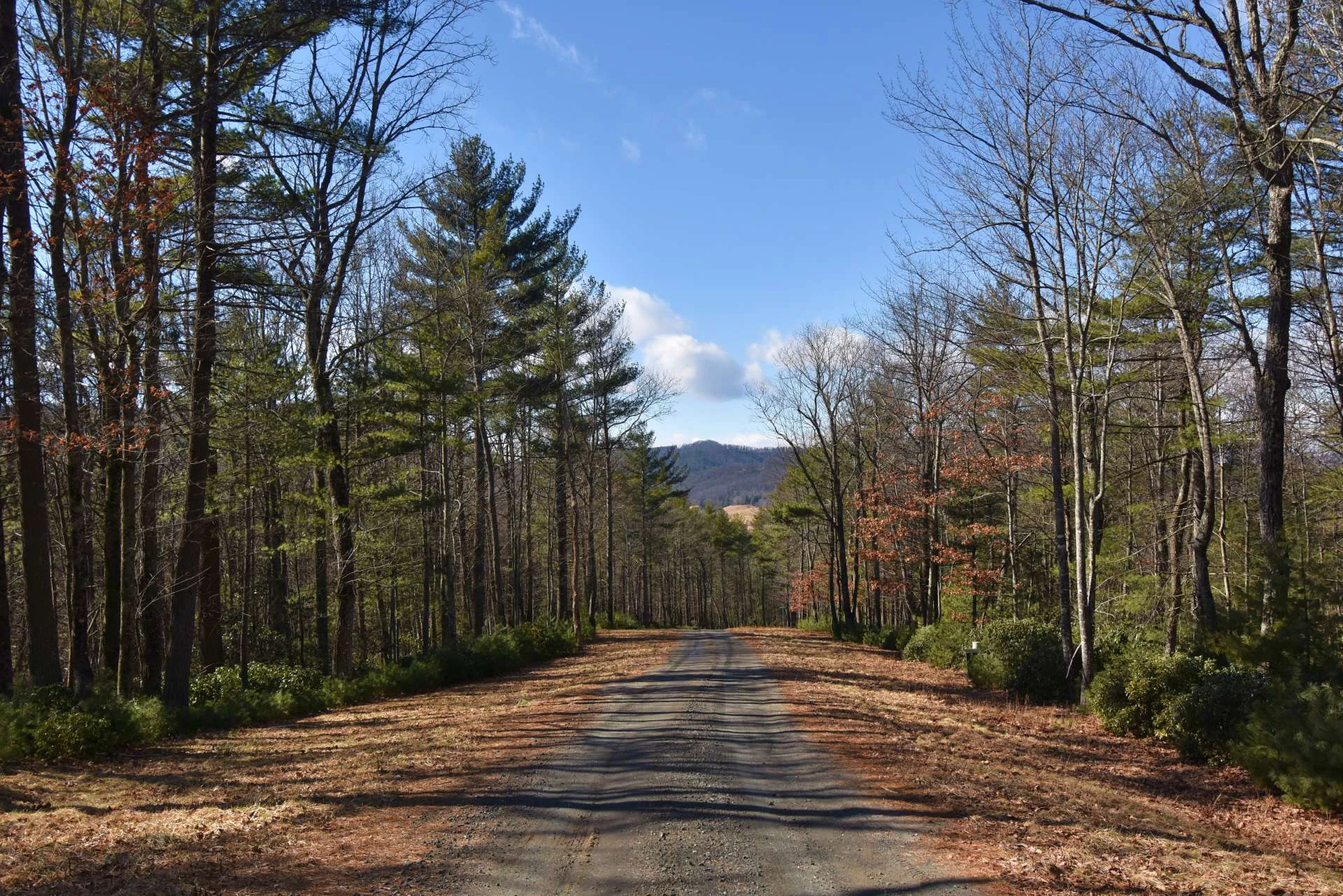 Image number 6 for the current listing