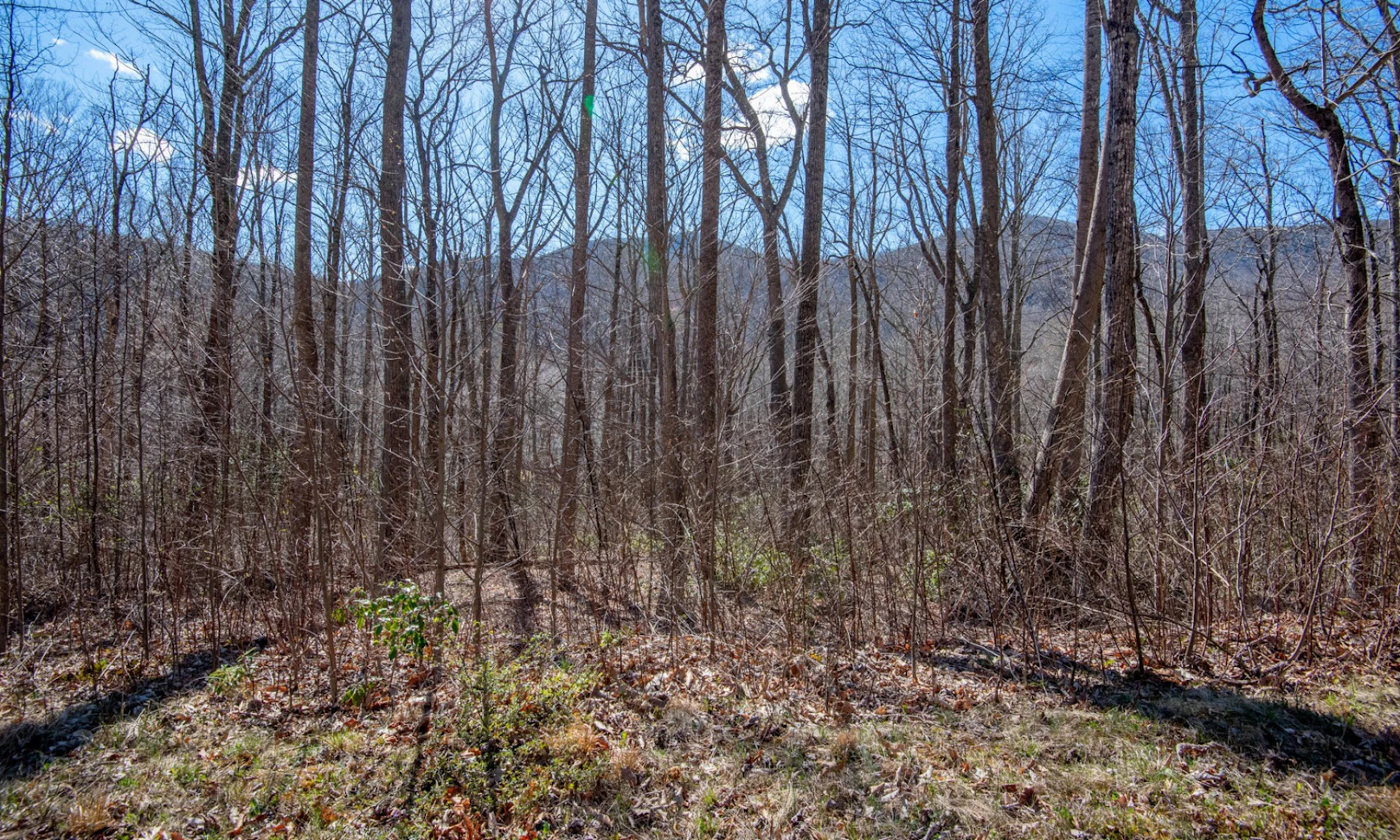 Image number 1 for the current listing