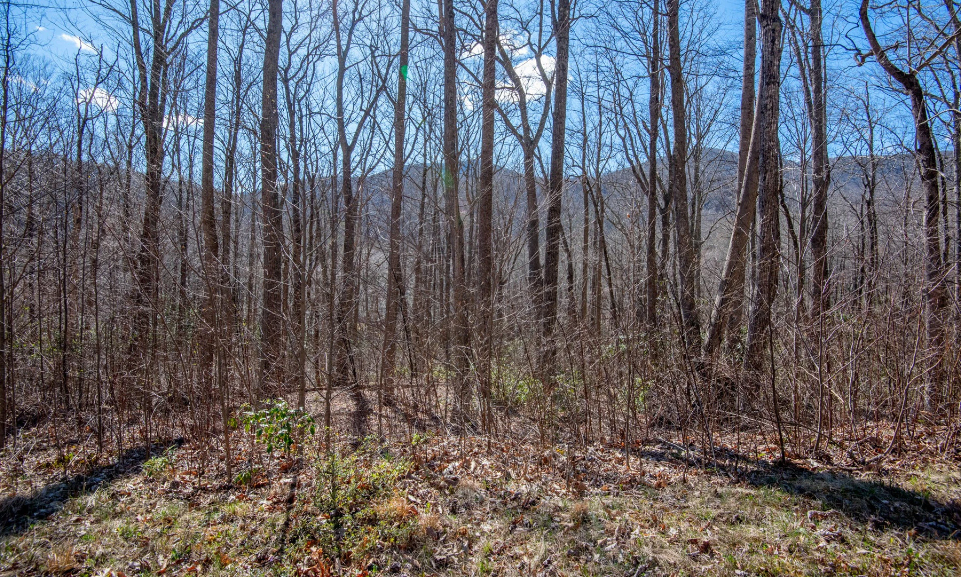 Image number 1 for the current listing