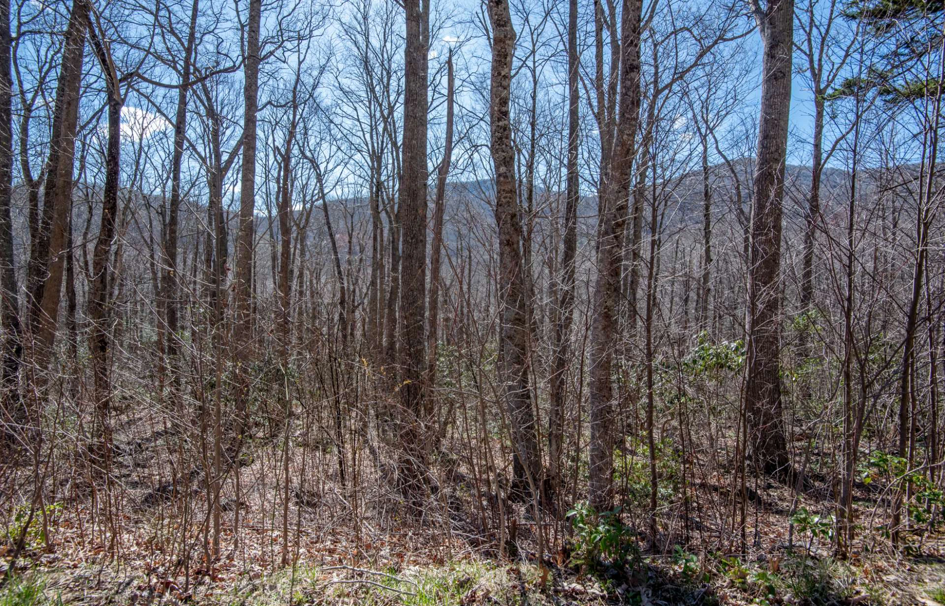 Image number 2 for the current listing