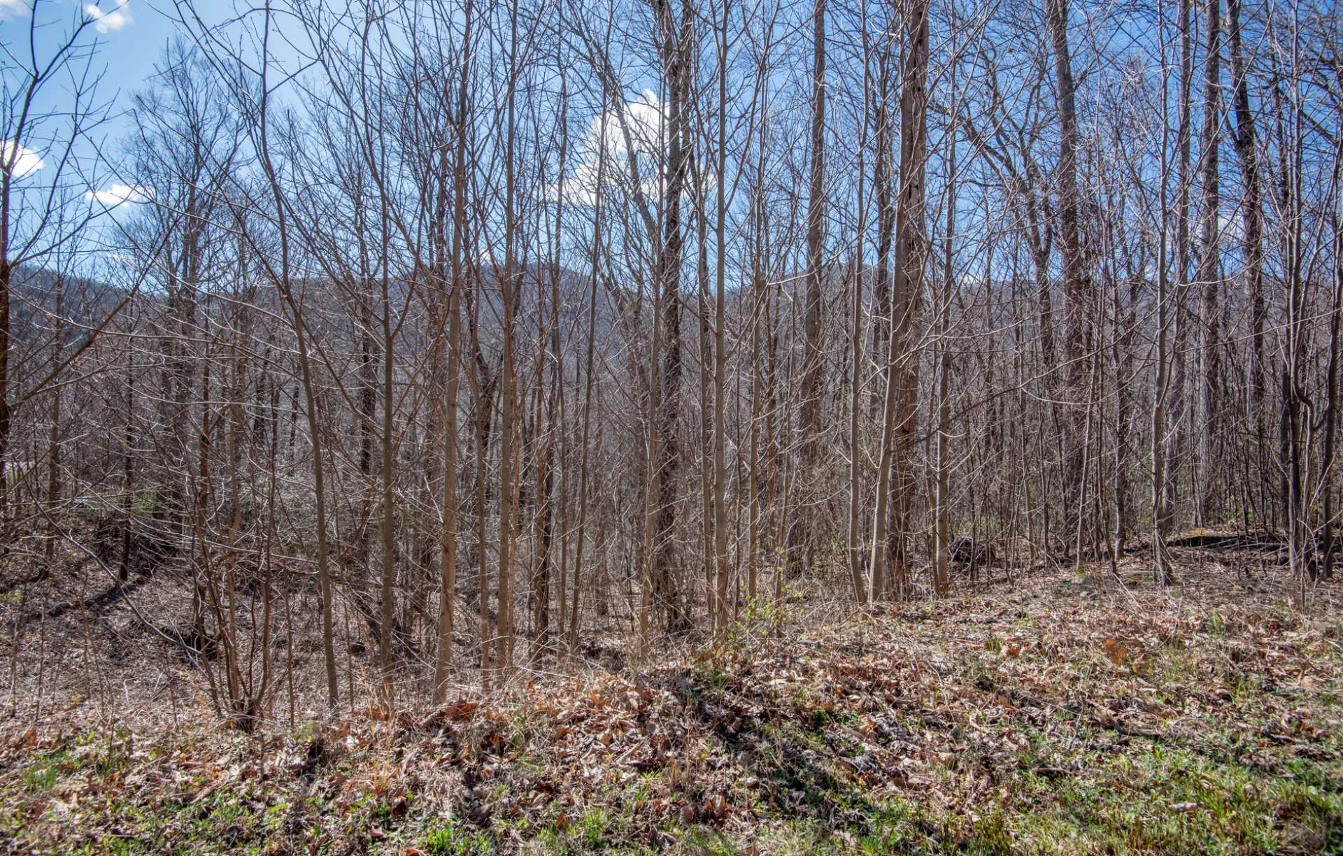 Image number 7 for the current listing