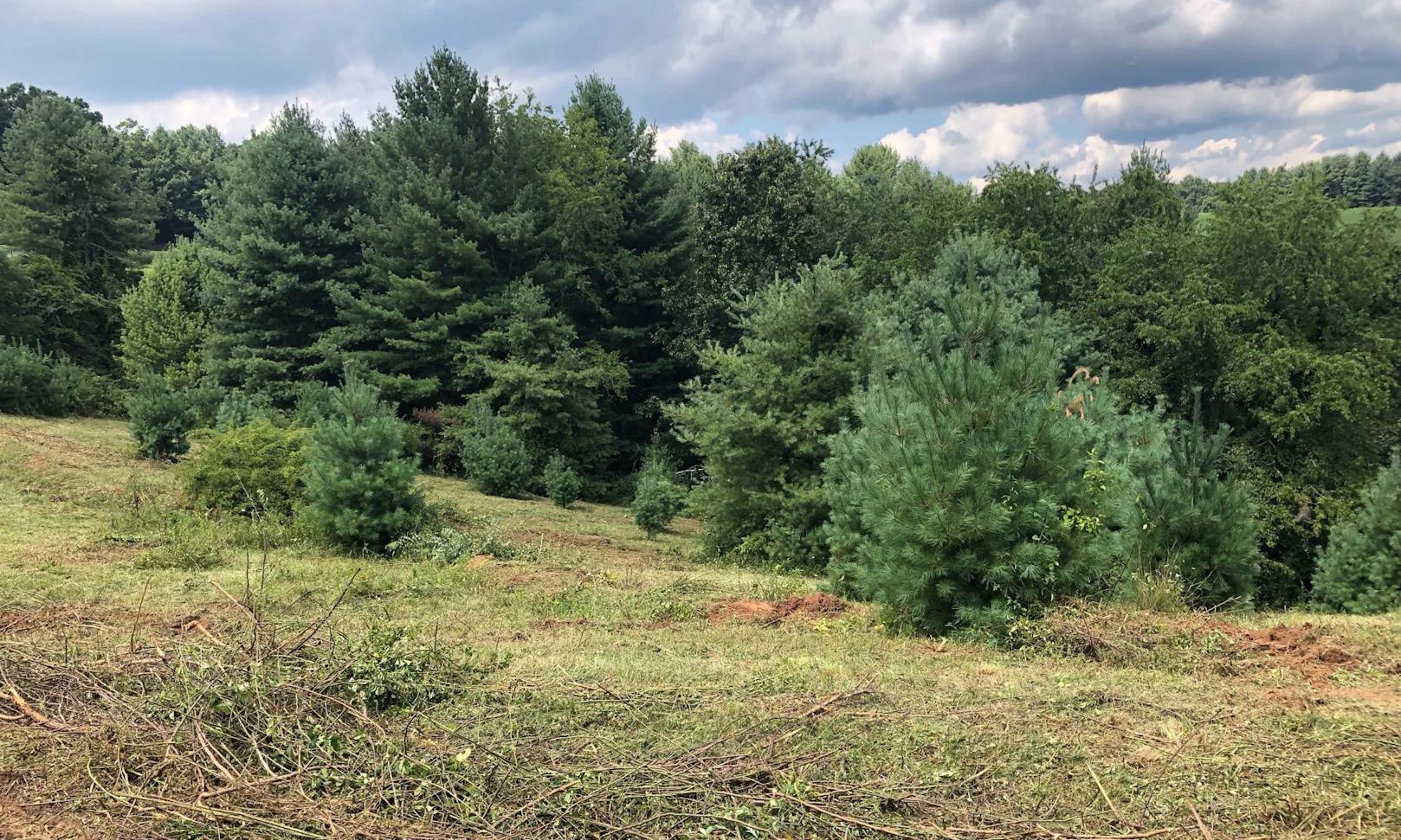Image number 1 for the current listing